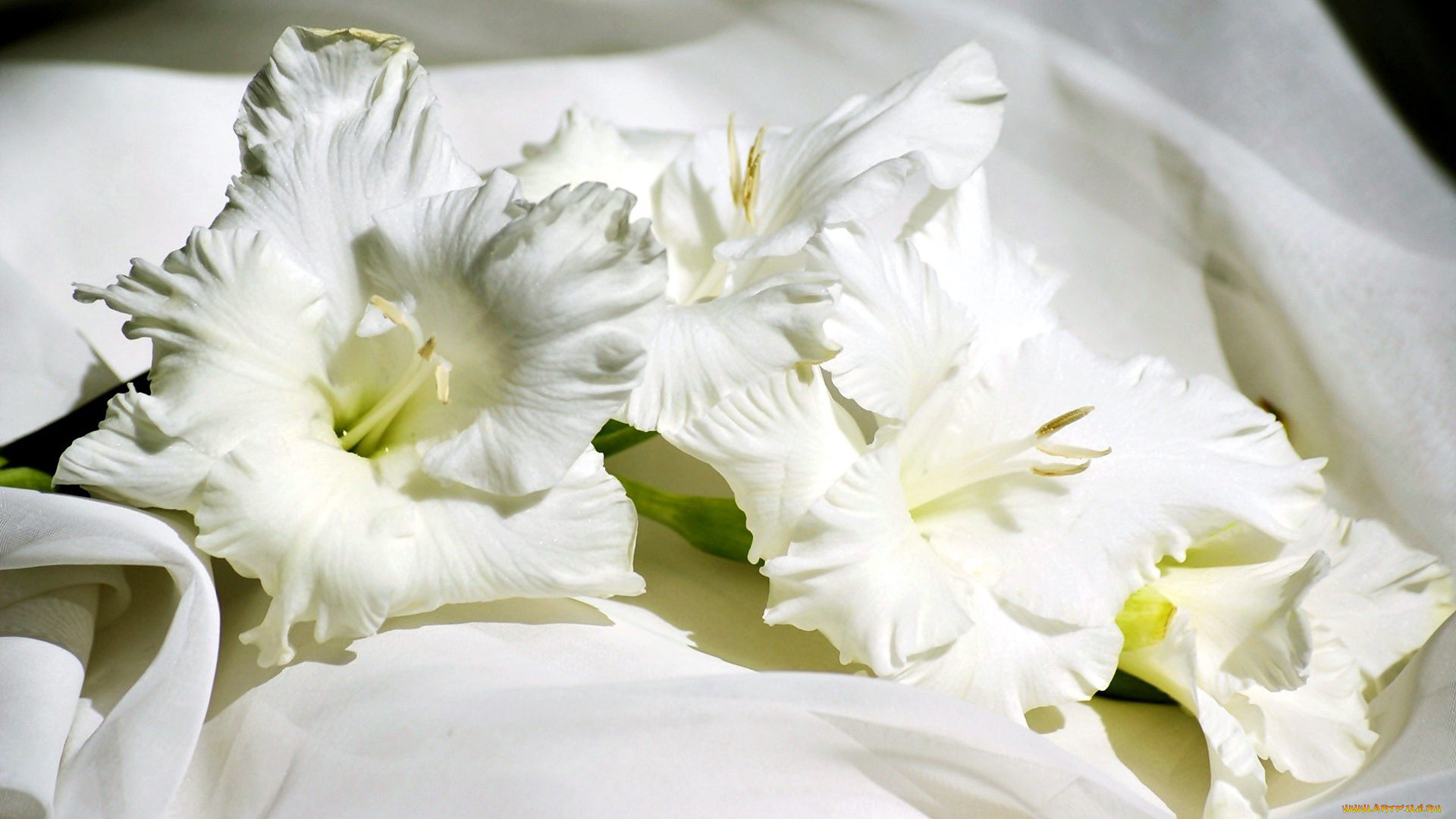цветы, гладиолусы, белый