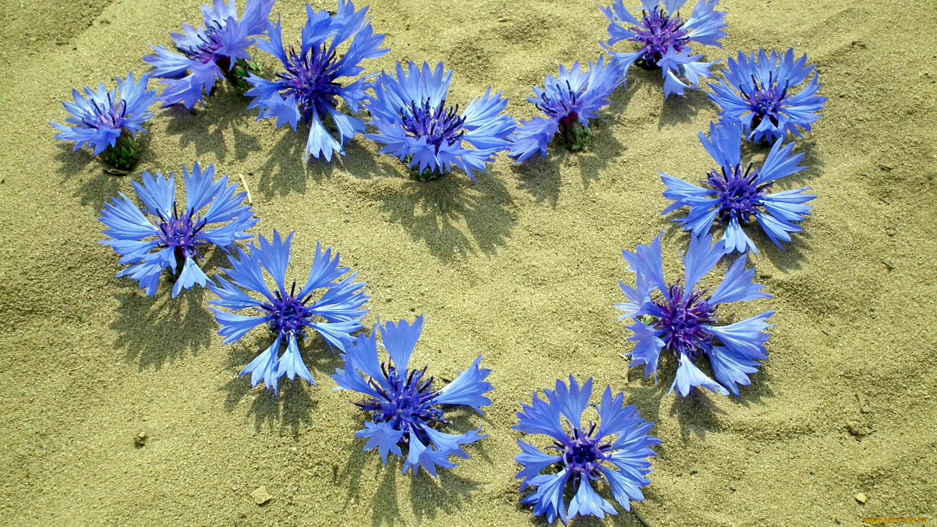 цветы, васильки, синий, песок