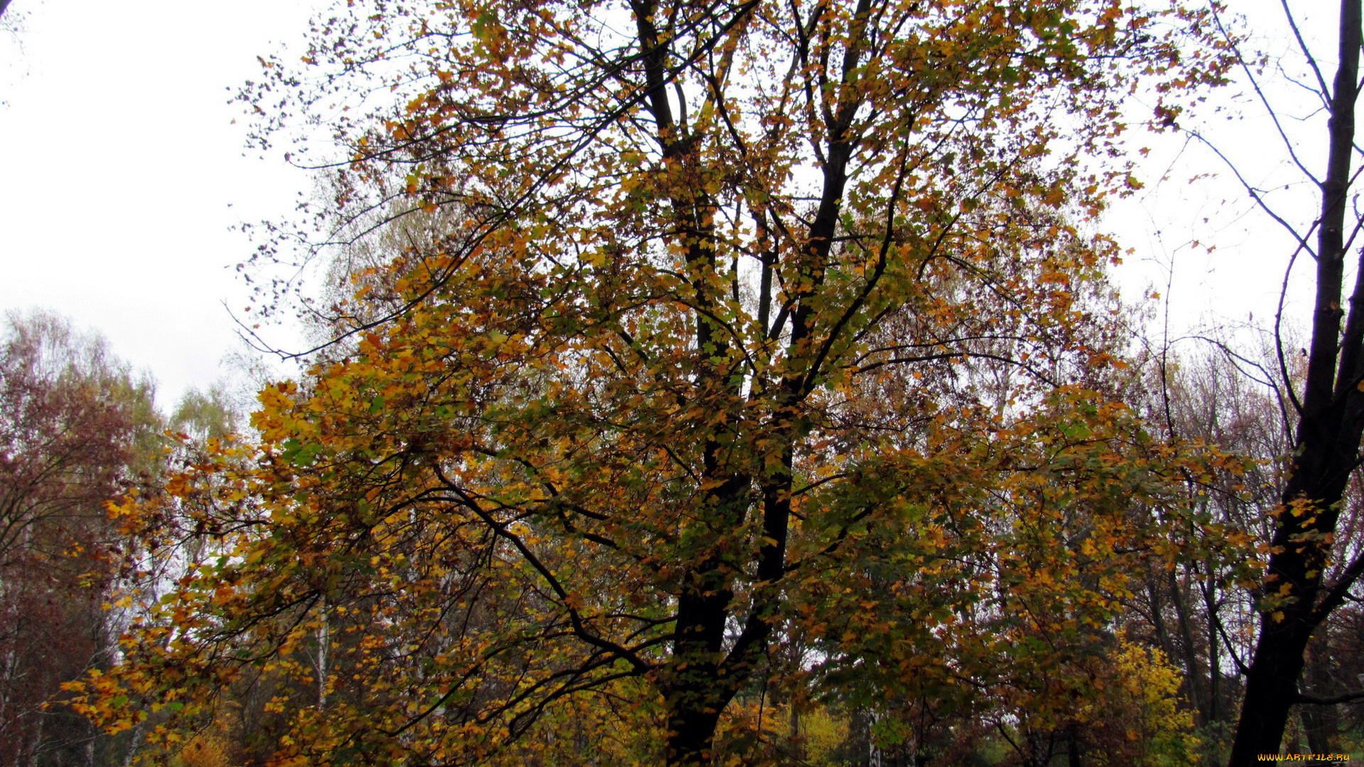 природа, деревья, осень
