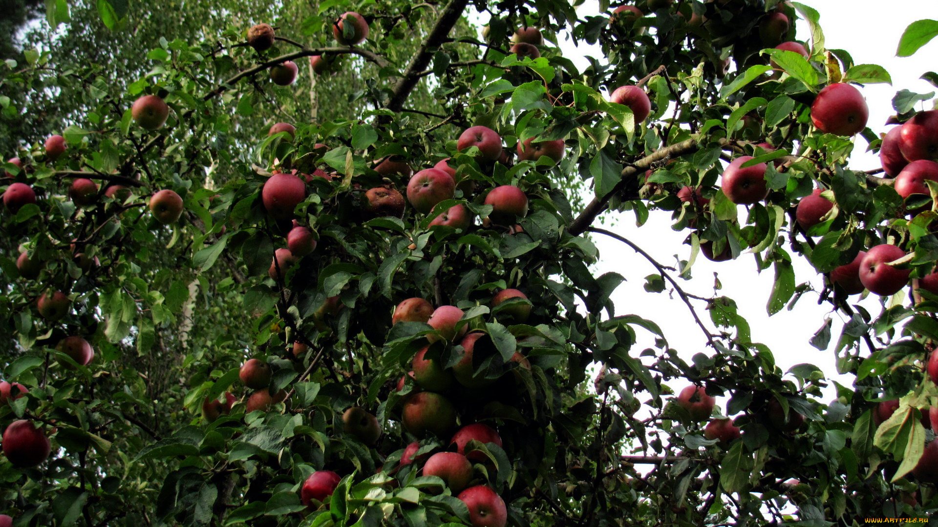 природа, плоды, яблоки, урожай