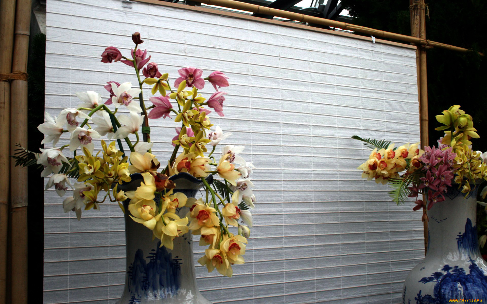цветы, орхидеи, выставка, вазы