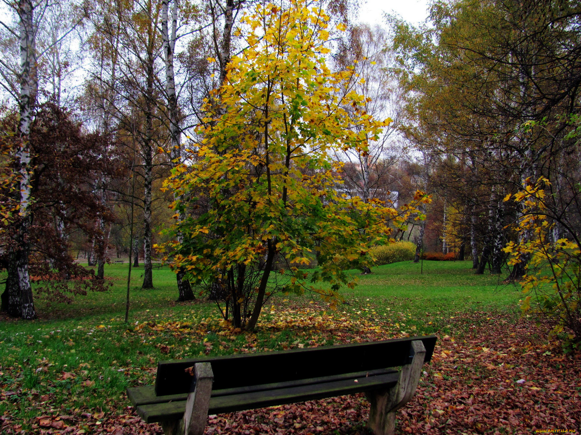 природа, парк, листья, скамейка, осень