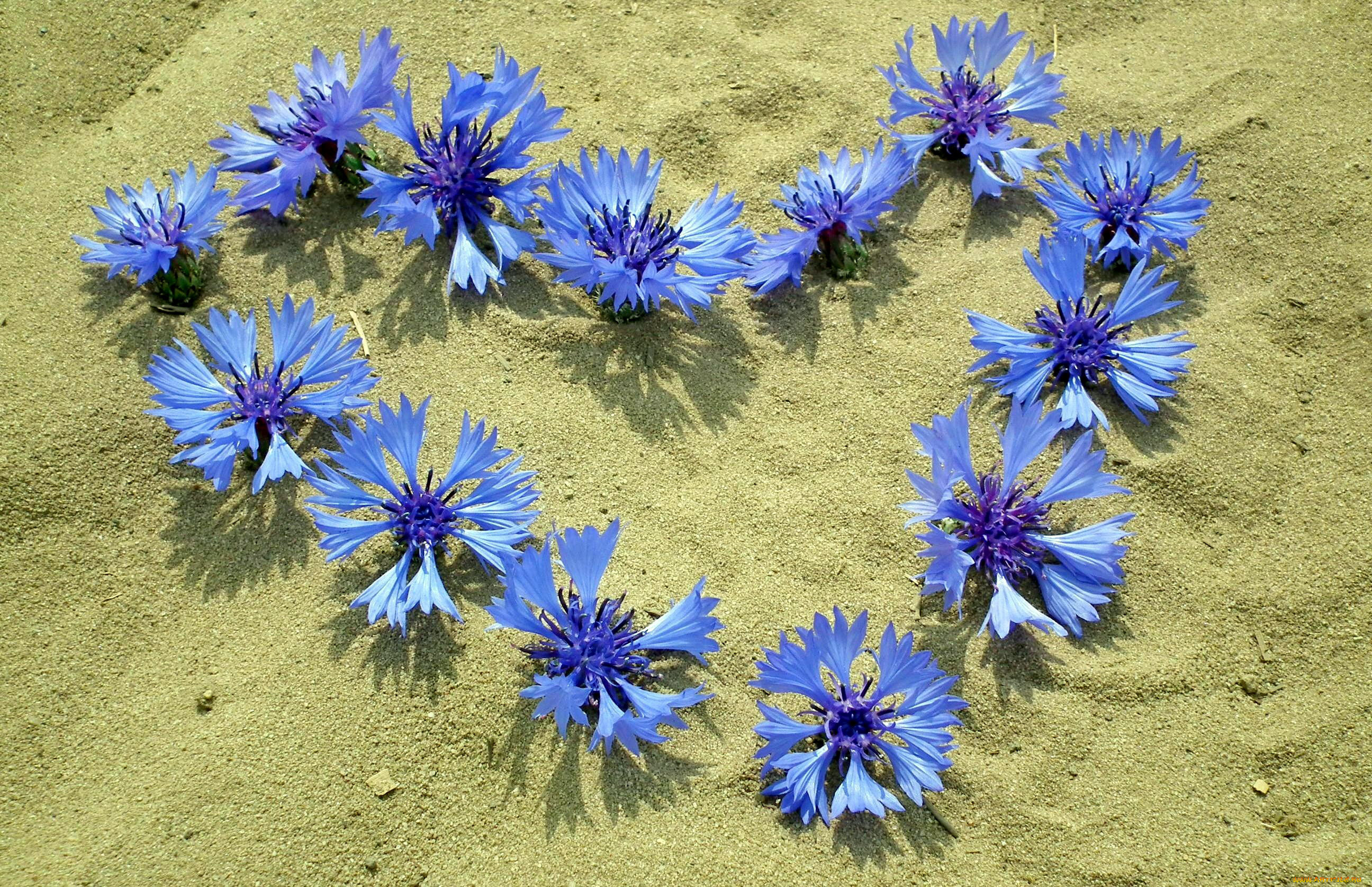 цветы, васильки, синий, песок