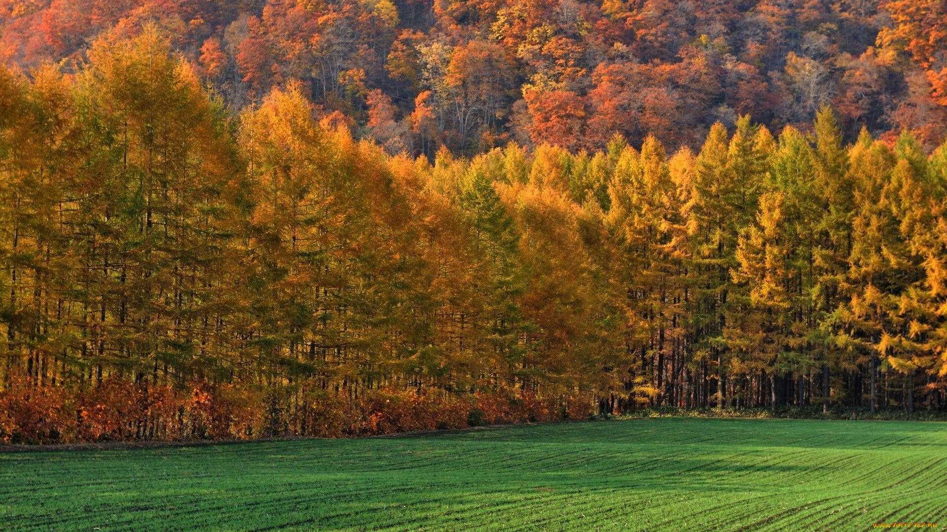 природа, лес, поле, осень, деревья