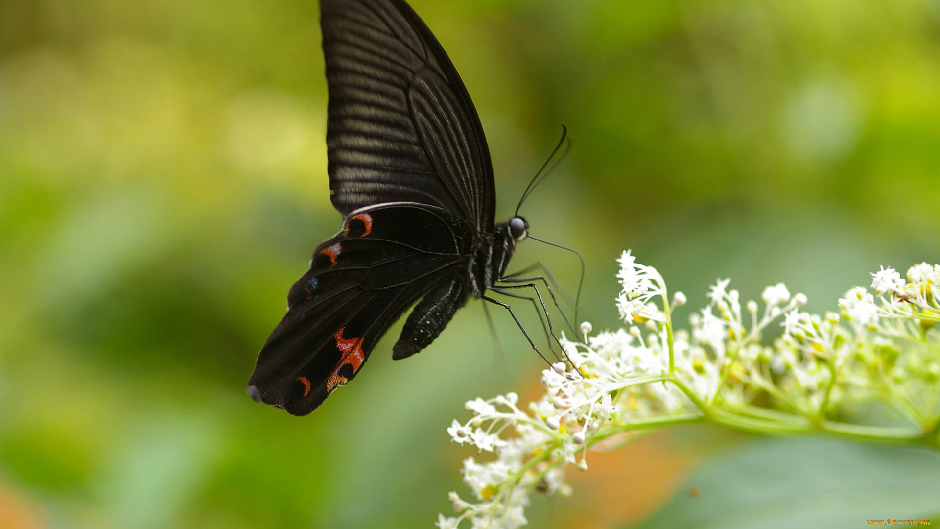 животные, бабочки, , мотыльки, , моли, colors, brightness, butterfly, расцветка, яркость, бабочка