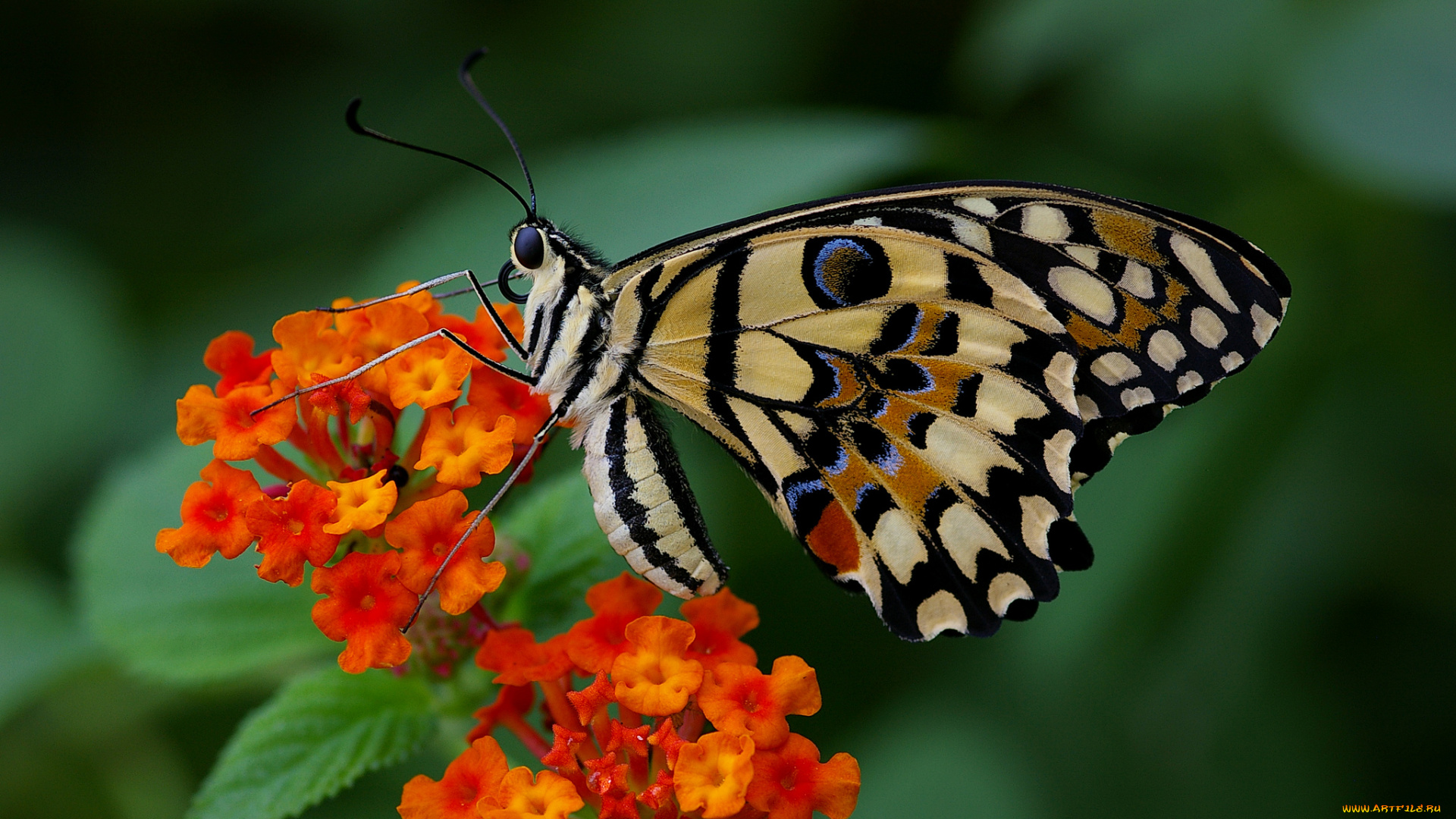 животные, бабочки, , мотыльки, , моли, расцветка, яркость, colors, бабочка, brightness, butterfly