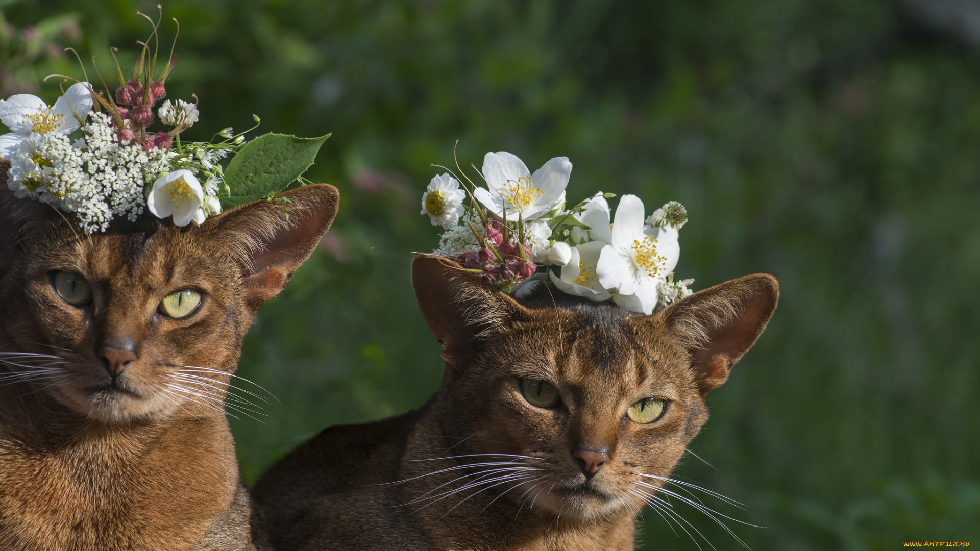 животные, коты, кошка, окрас, шерсть, порода, животное