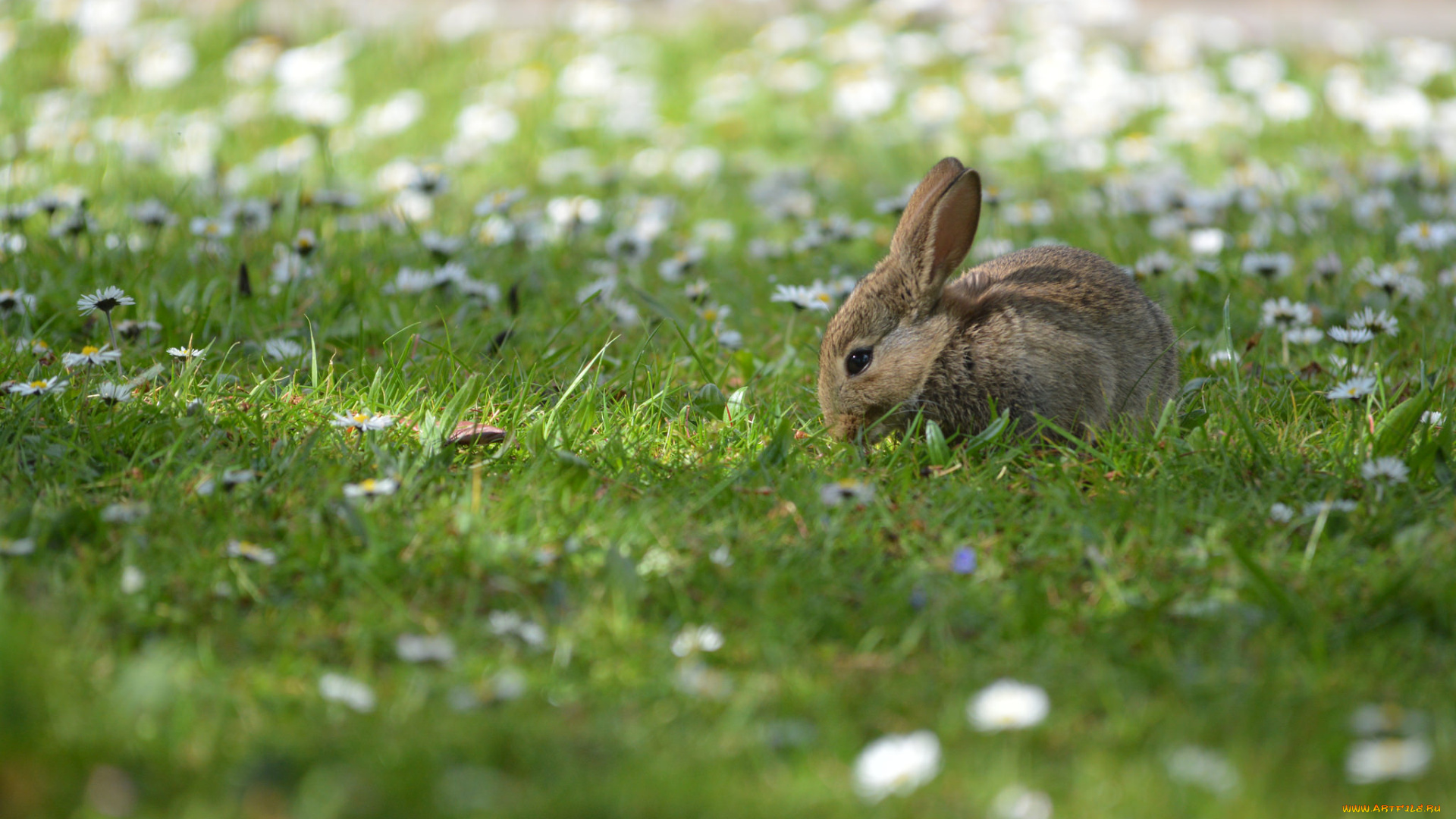 животные, кролики, , зайцы, заяц, ушки, хвостик, трава