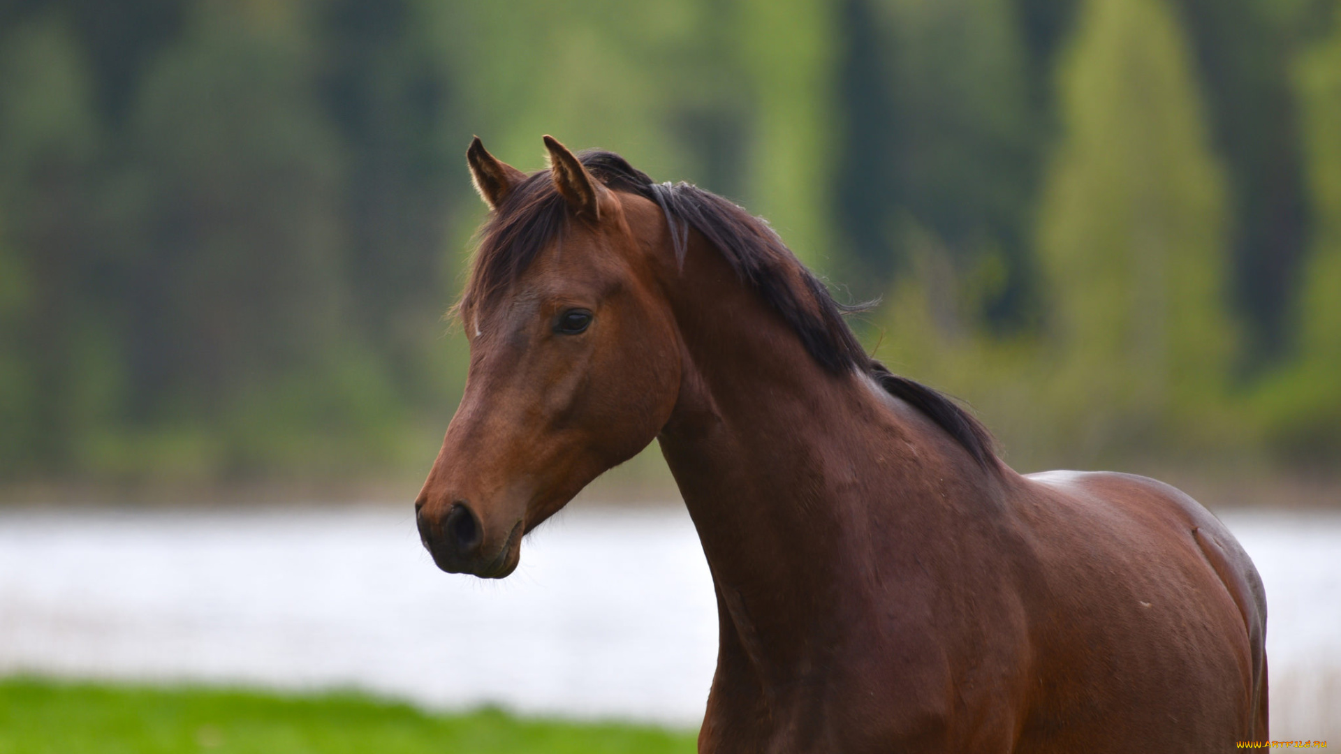 животные, лошади, животное, красавцы, horse, animal, handsome