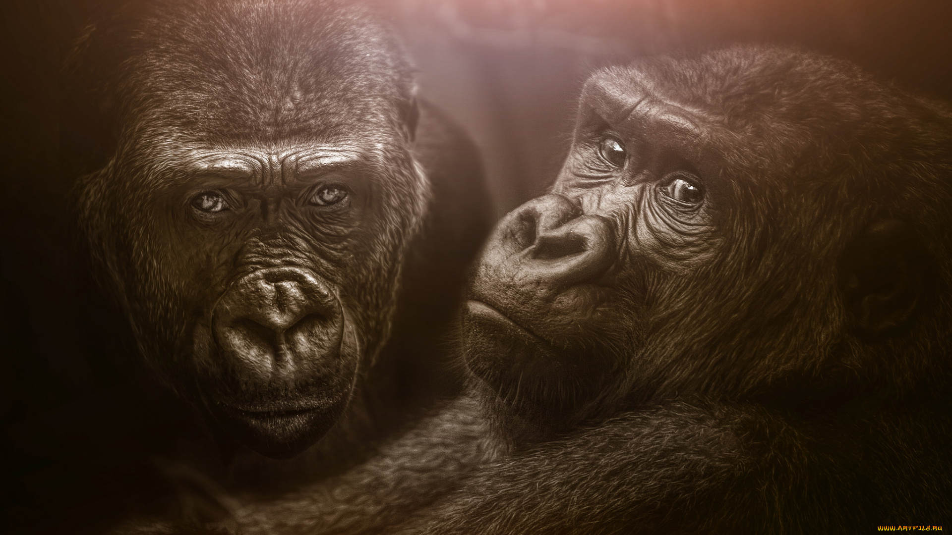 животные, обезьяны, горилы