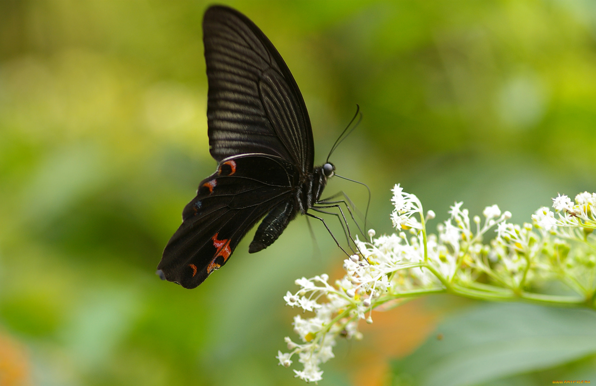 животные, бабочки, , мотыльки, , моли, colors, brightness, butterfly, расцветка, яркость, бабочка