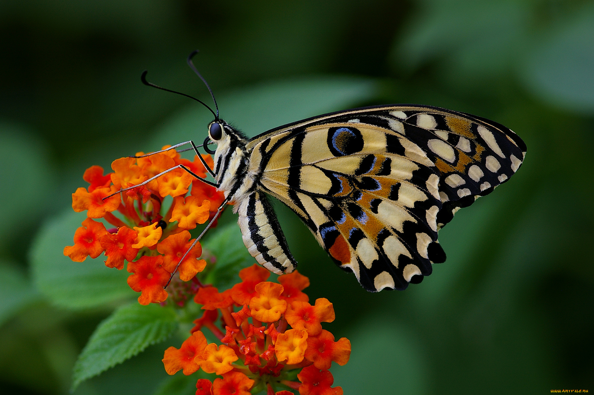 животные, бабочки, , мотыльки, , моли, расцветка, яркость, colors, бабочка, brightness, butterfly