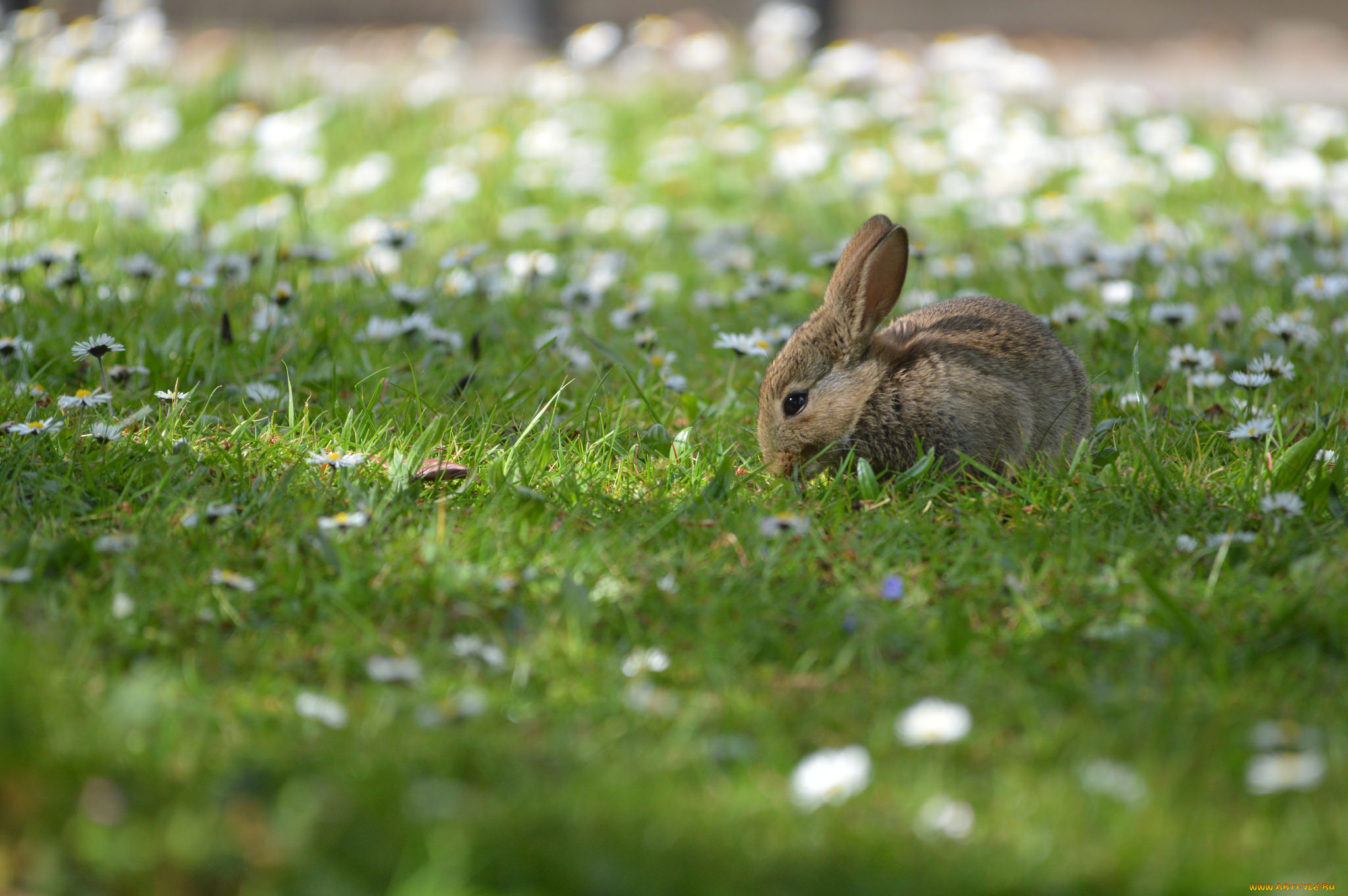 животные, кролики, , зайцы, заяц, ушки, хвостик, трава