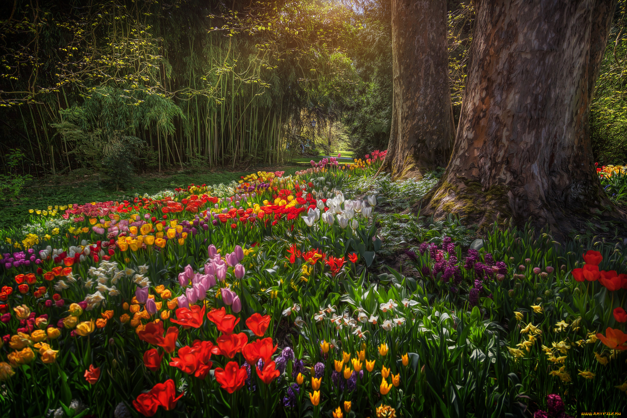Field of Tulips, Island of Mainau, Germany скачать