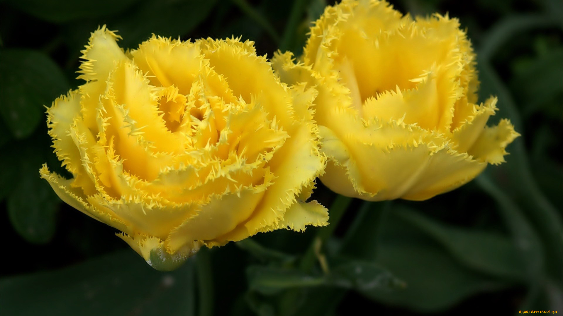 цветы, тюльпаны, желтый