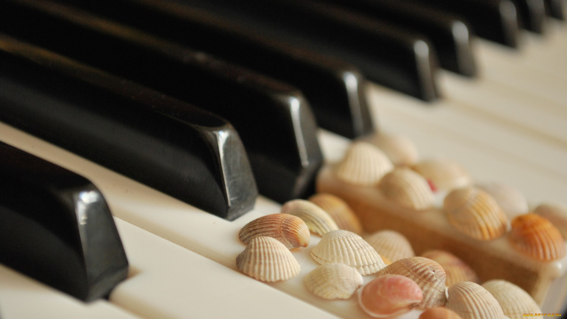 музыка, -музыкальные, инструменты, клавиши, ракушка