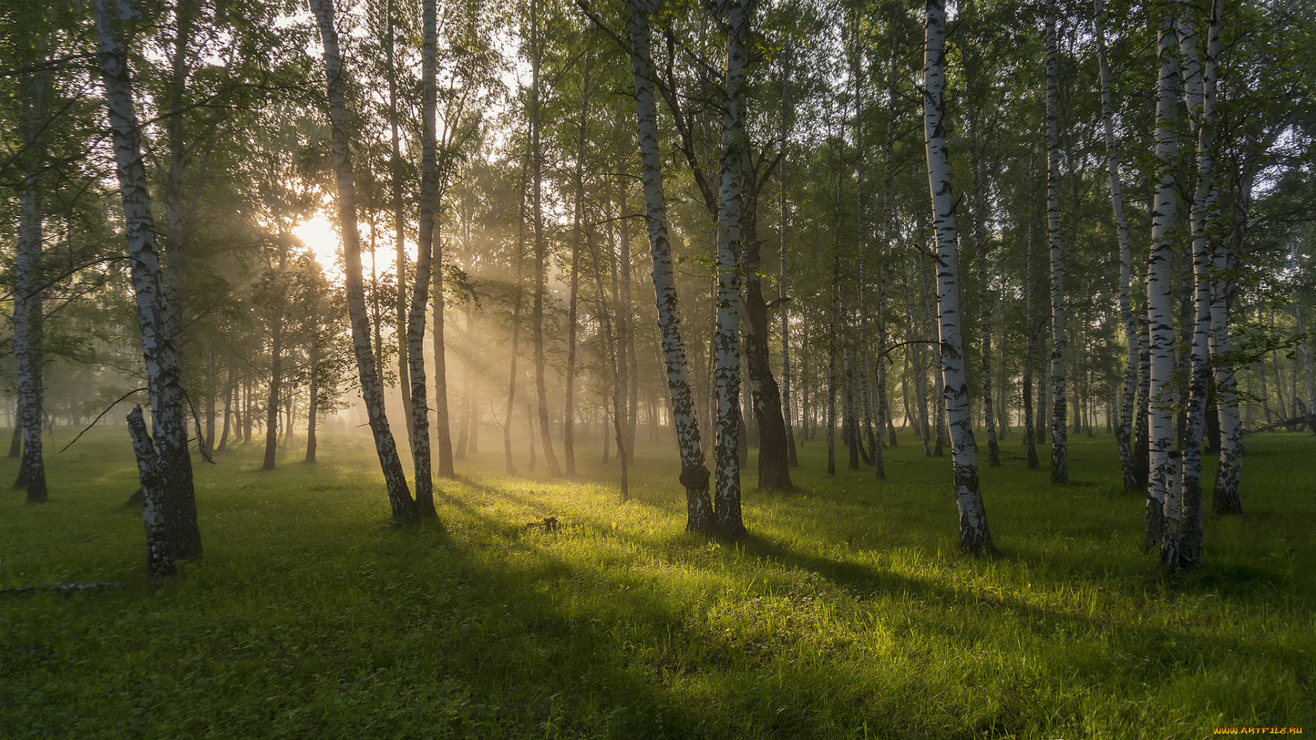 природа, лес, простор