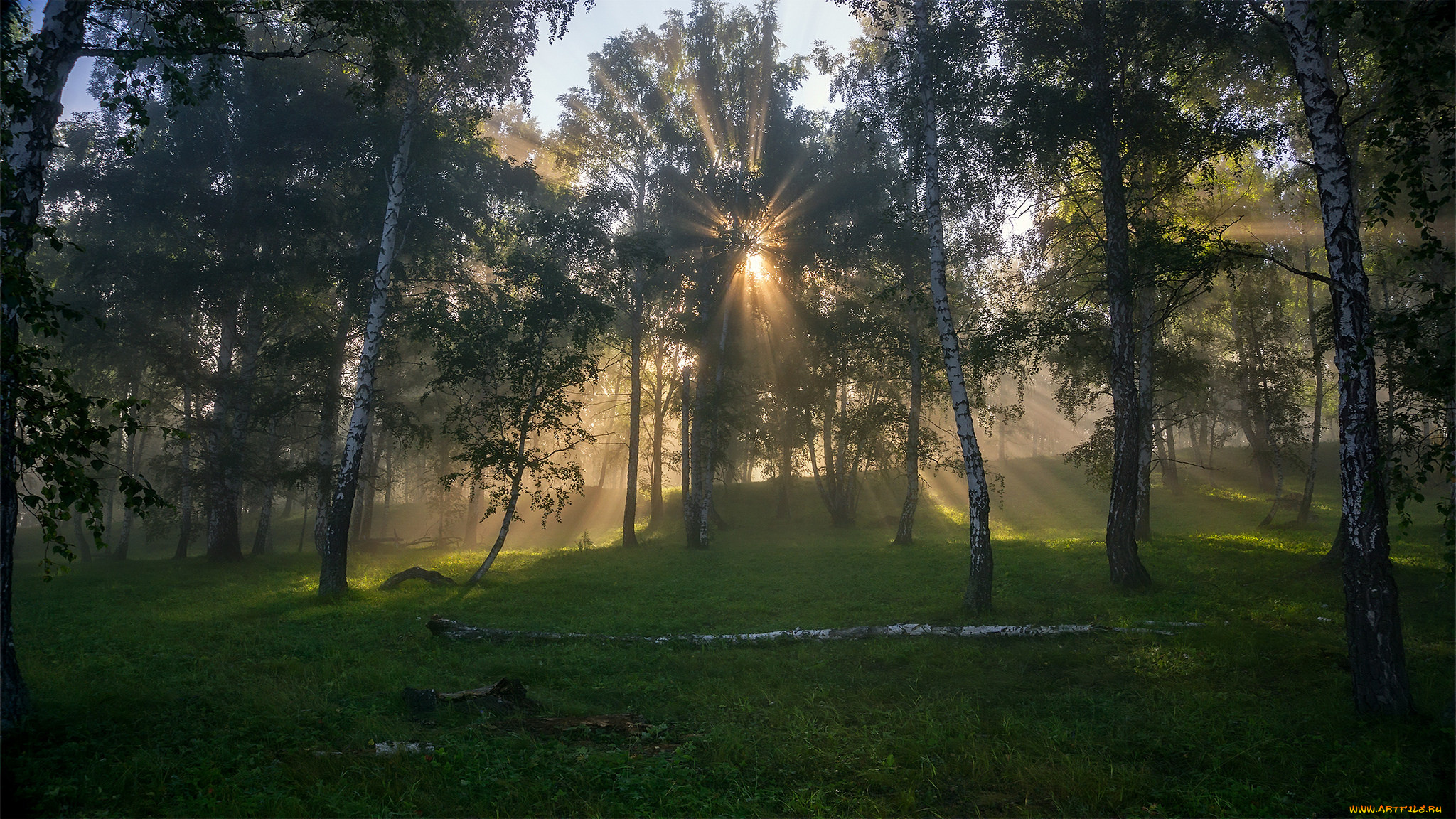 природа, лес, простор