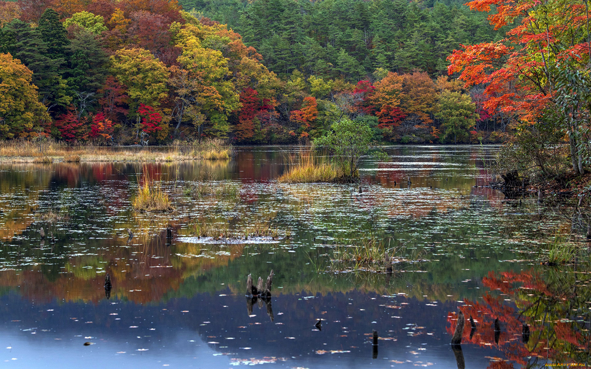 природа, реки, озера, пруд, деревья, осень