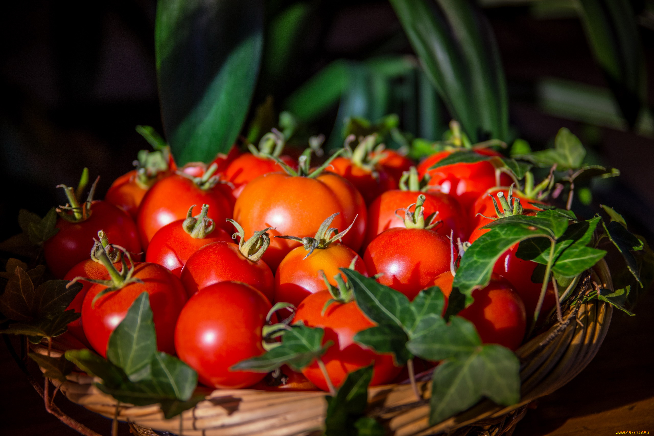 еда, помидоры, корзинка, спелые, красные, томаты