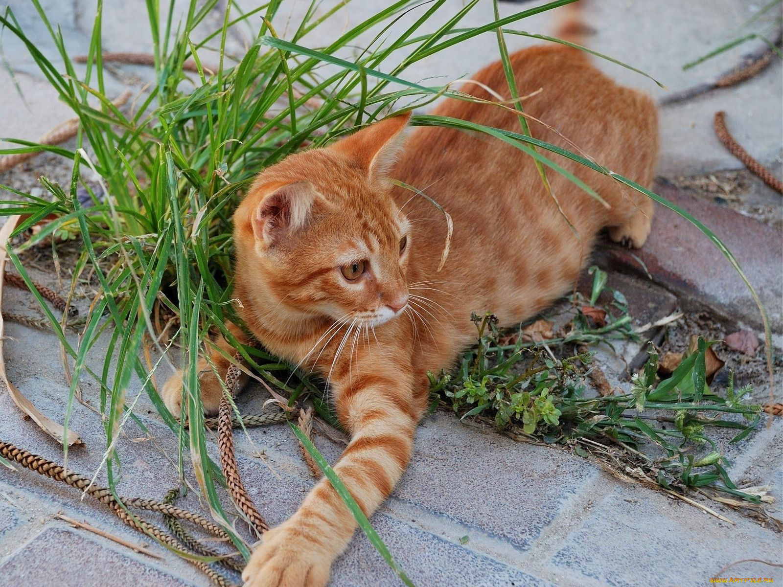 животные, коты, полосатый, рыжий, котенок