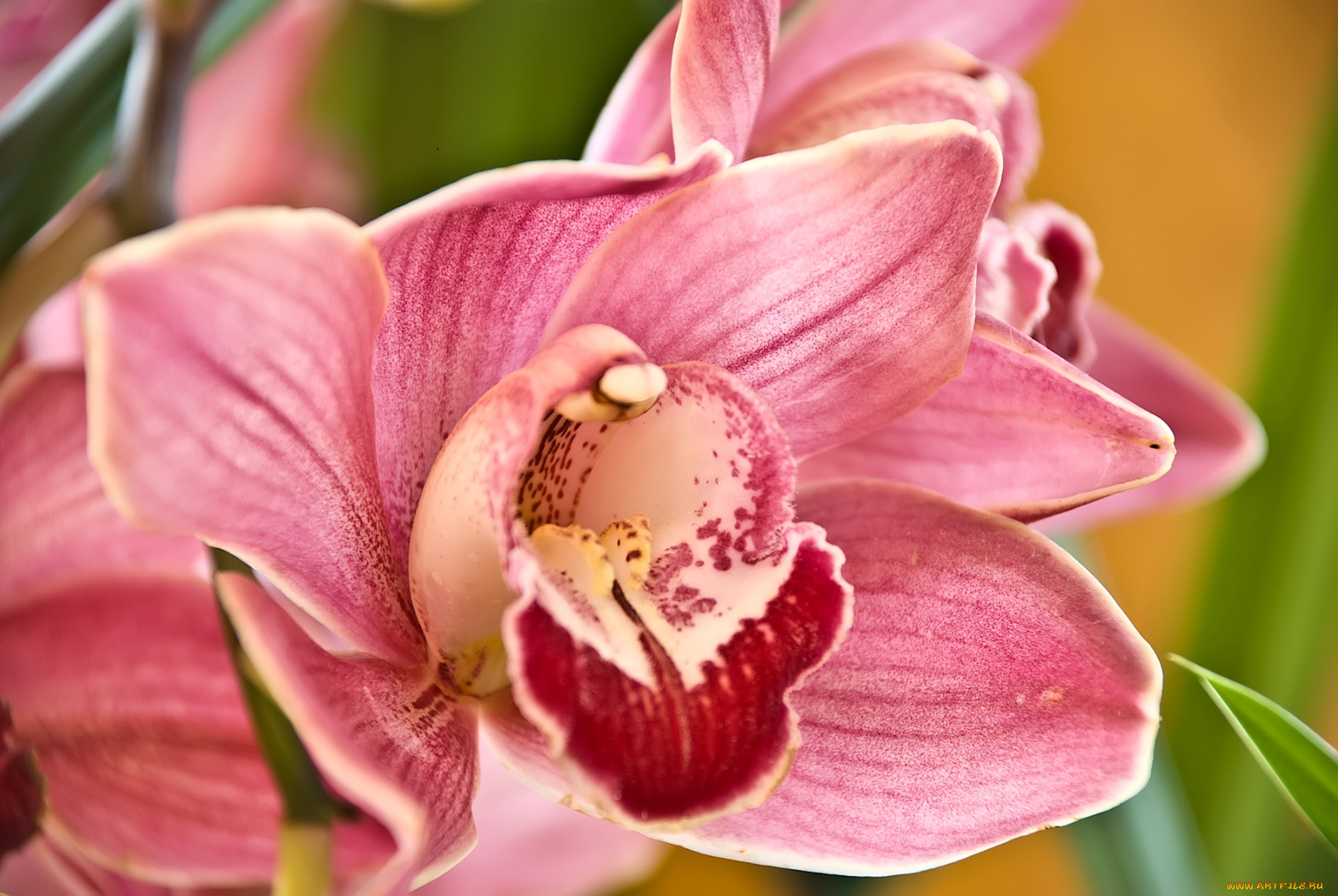 цветы, орхидеи, розовый, лепестки
