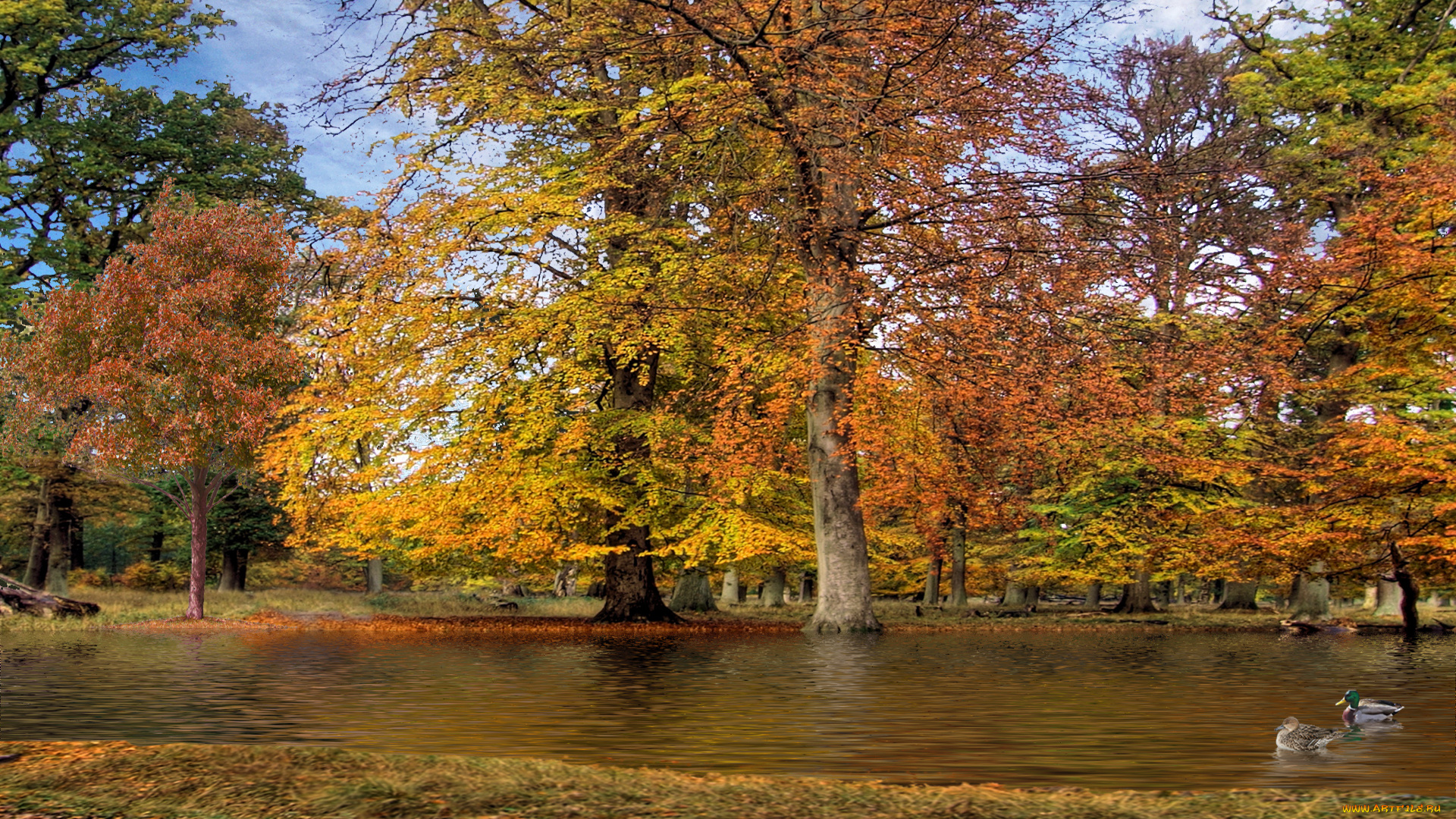 autumn, park, природа, парк, пруд, утки, деревья