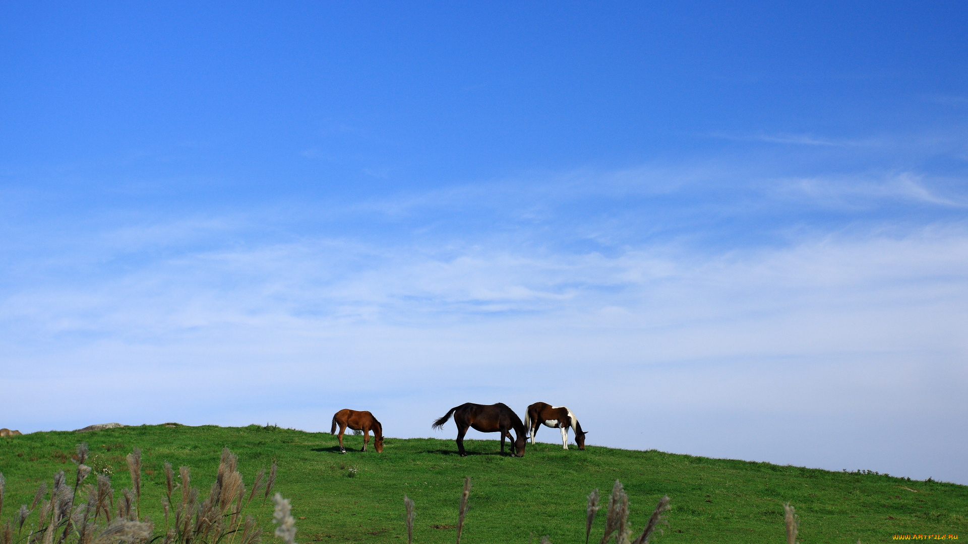 животные, лошади, поле