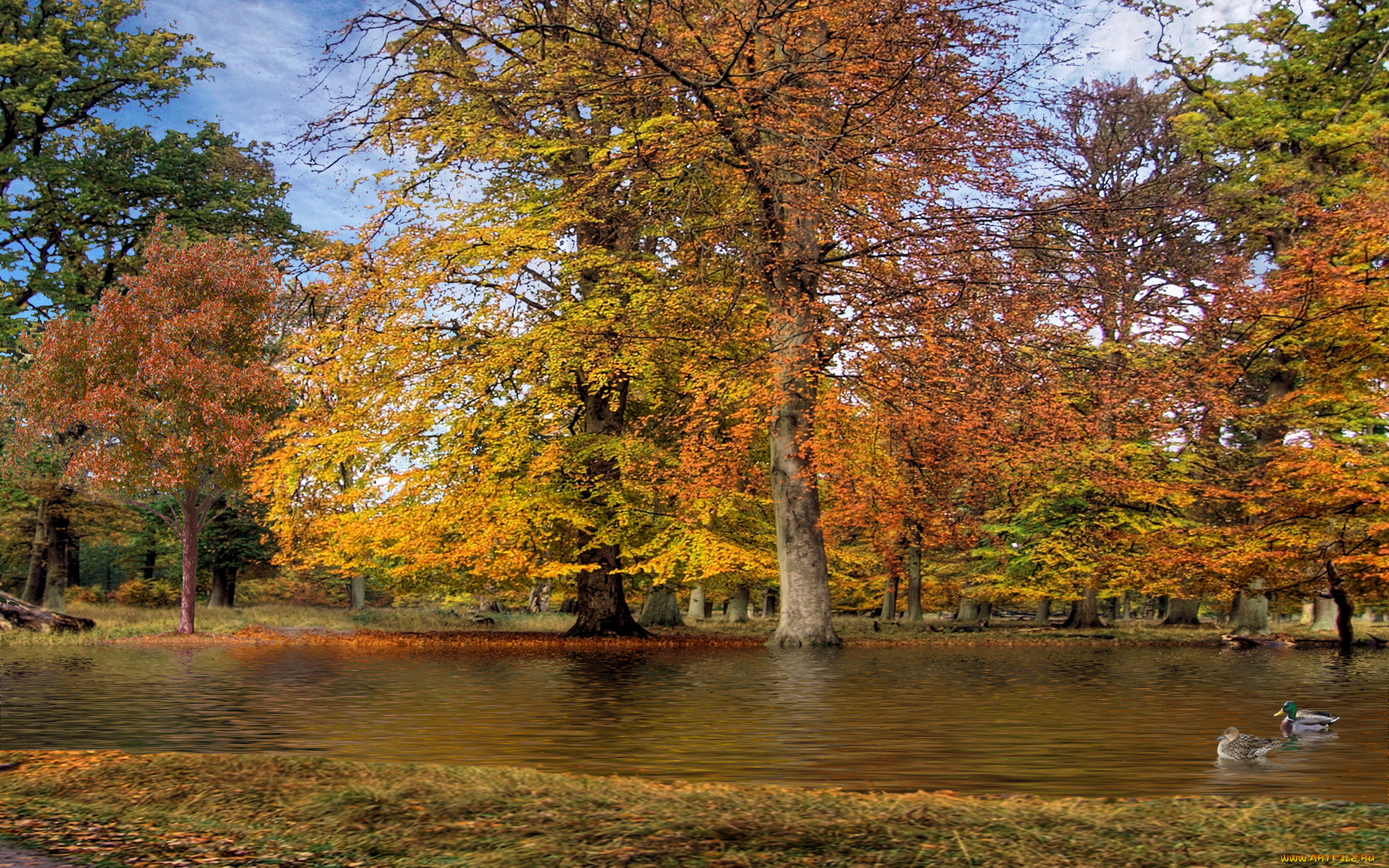 autumn, park, природа, парк, пруд, утки, деревья