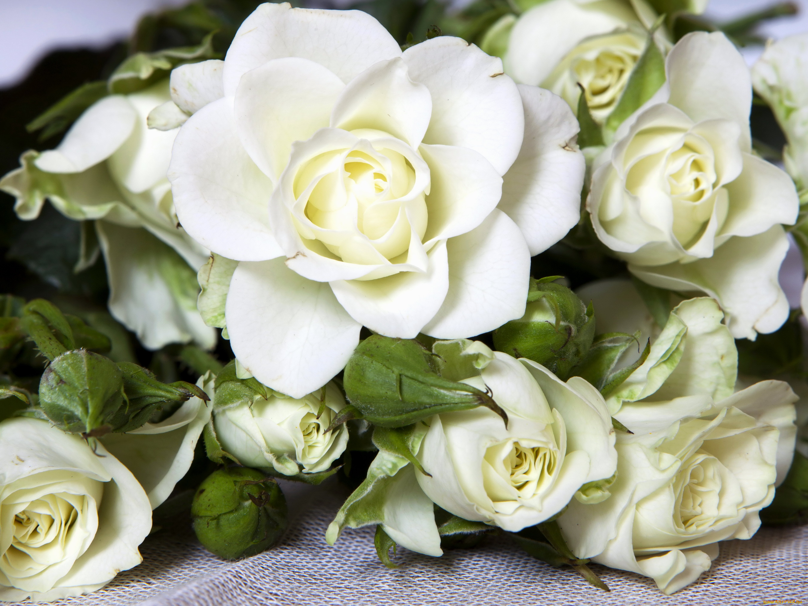 Белая фотка. Роза Вайт Чарминг. Роза Уайт бир. Белые цветы. Цветы белые розы.