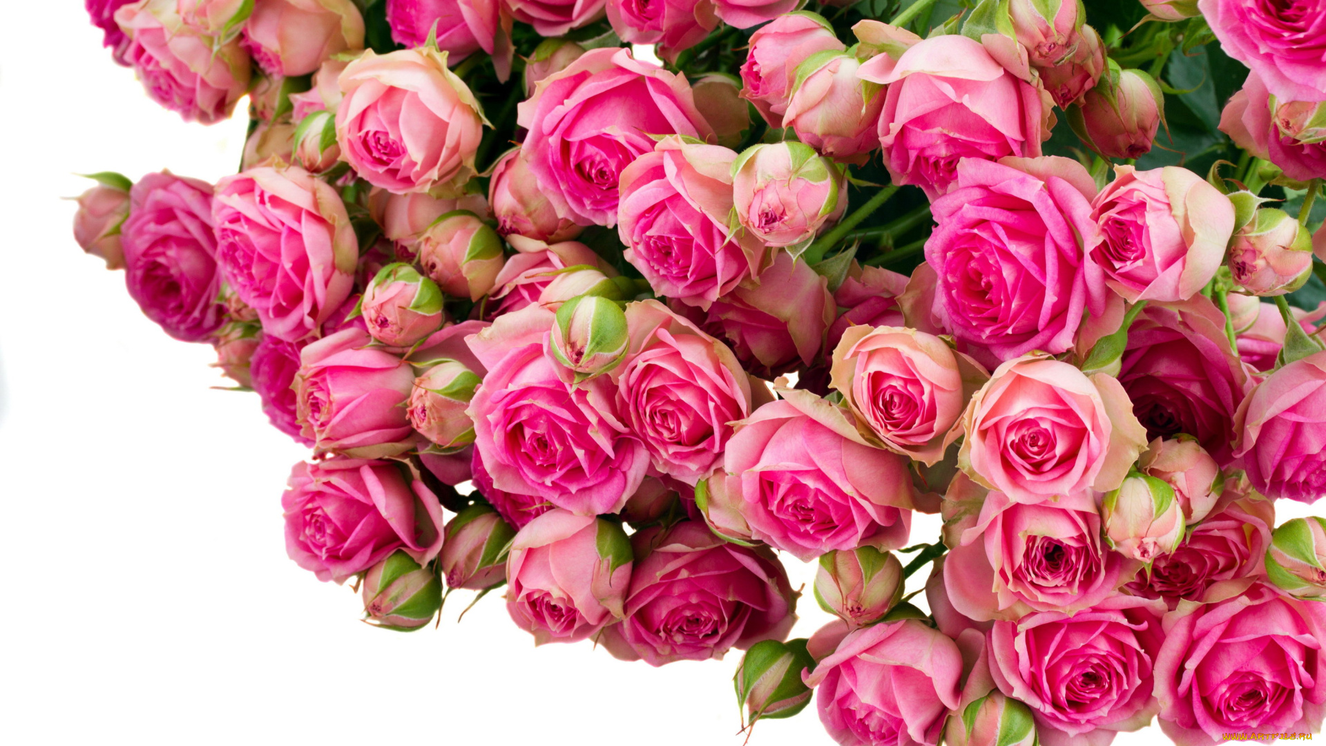 цветы, розы, много, бутоны, розовый