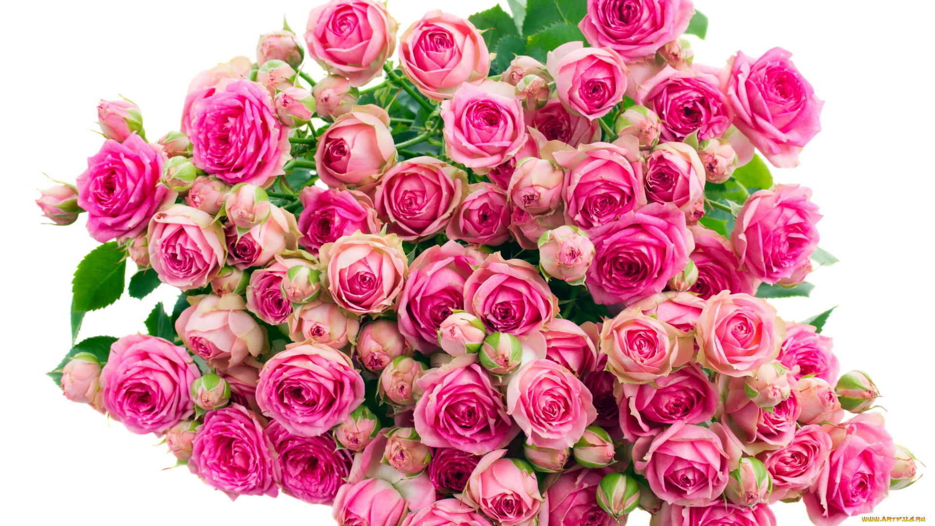 цветы, розы, розовый, бутоны, много