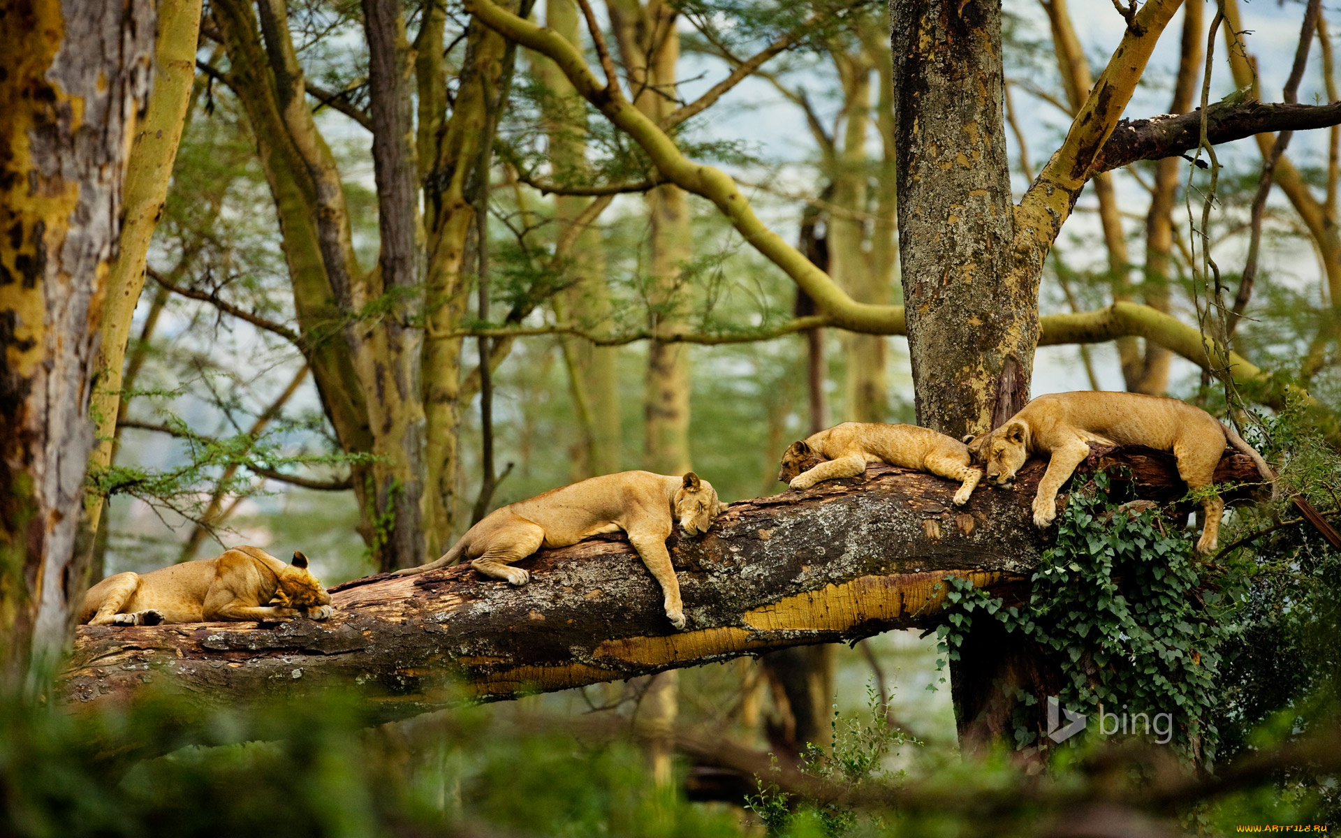 животные, львы, отдых, лес