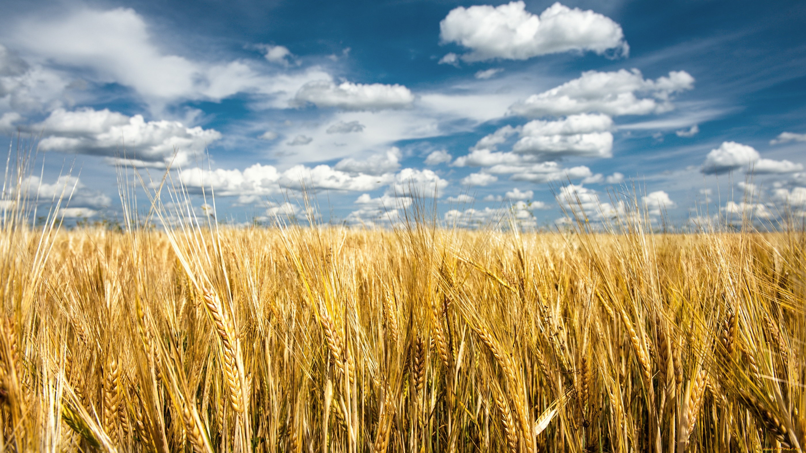 природа, поля, небо, украина, пшеница, облака