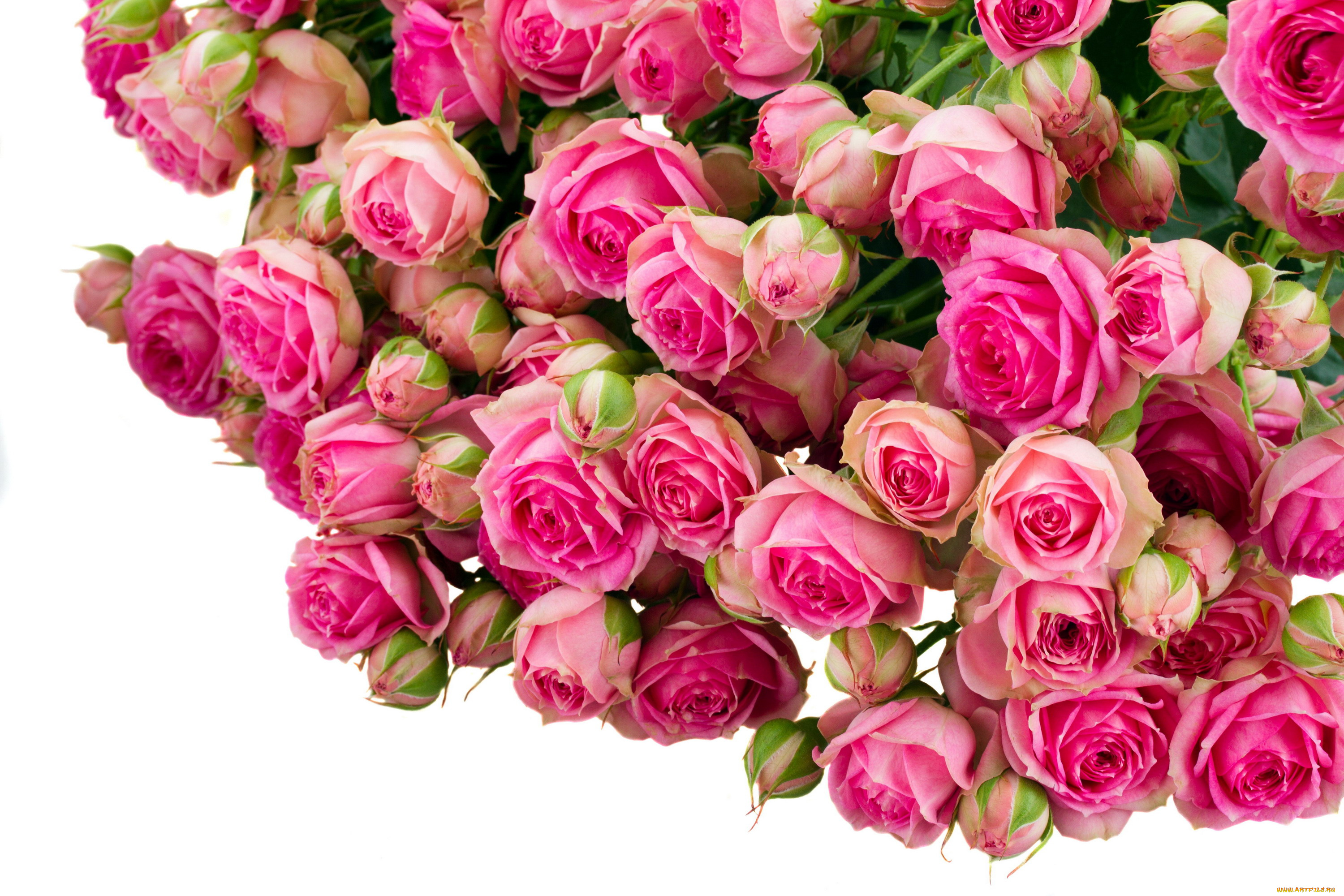 цветы, розы, много, бутоны, розовый