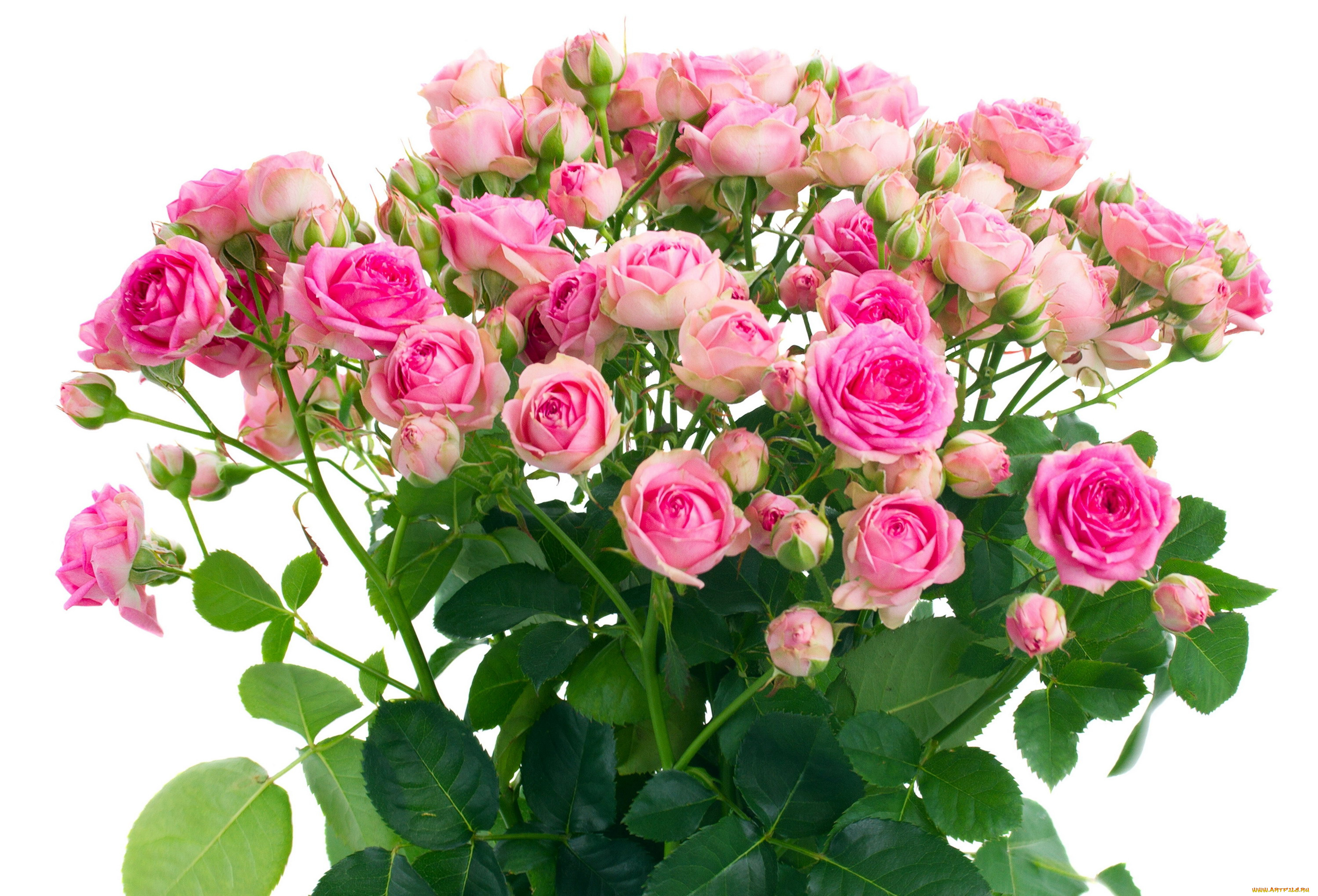 цветы, розы, бутоны, розовый