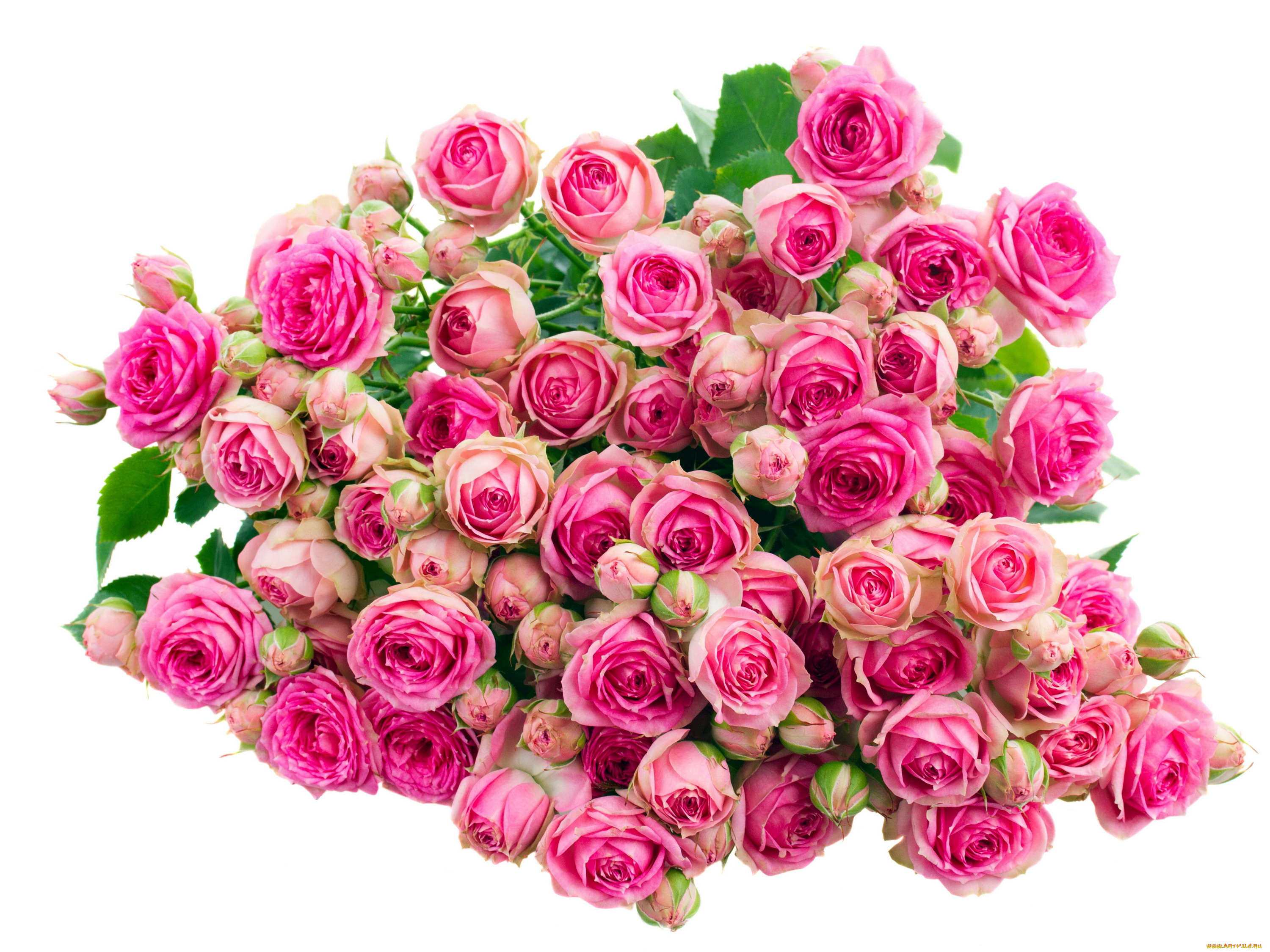 цветы, розы, розовый, бутоны, много
