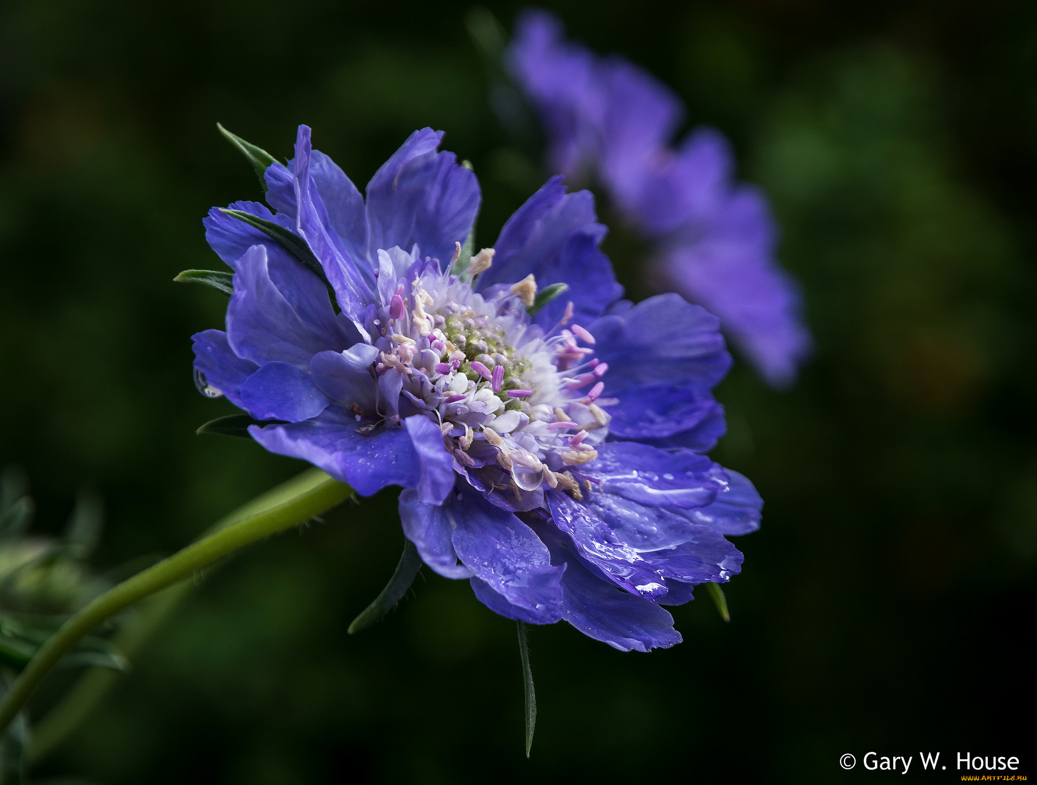 цветы, скабиоза, синий