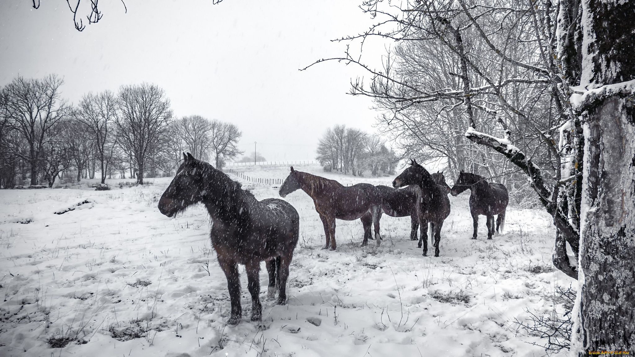 животные, лошади, кони, снег, зима
