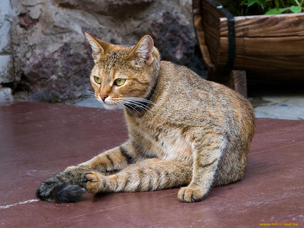 авт, osdu, животные, коты