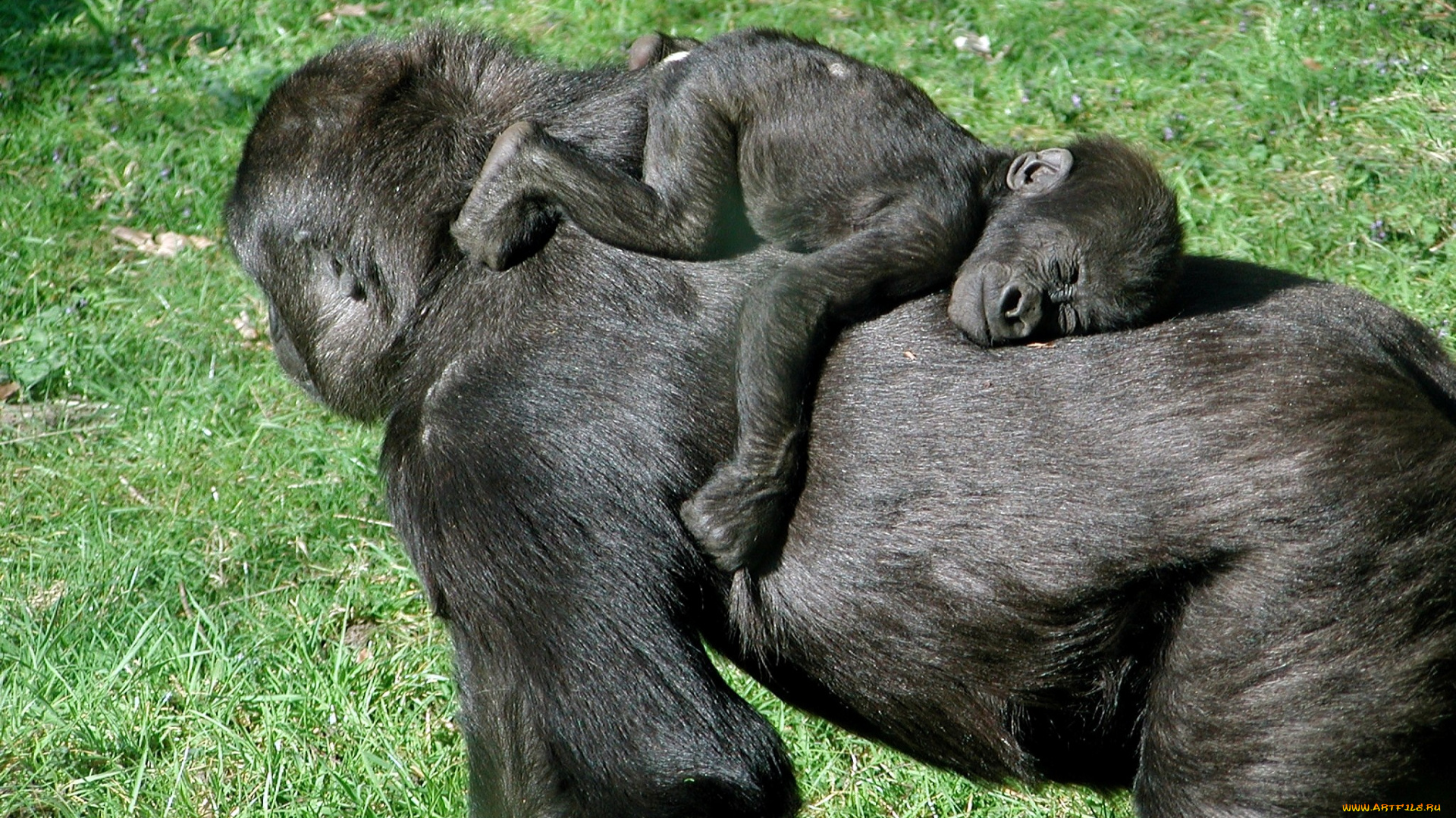 животные, обезьяны, сон, спина, малыш, мама, горилла, детеныш