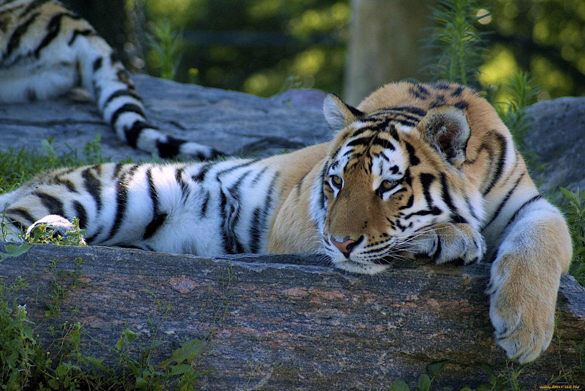 Обои тигры на рабочий. Тигр. Красивый тигр. Тигр лежит. Картинки на рабочий стол тигр.