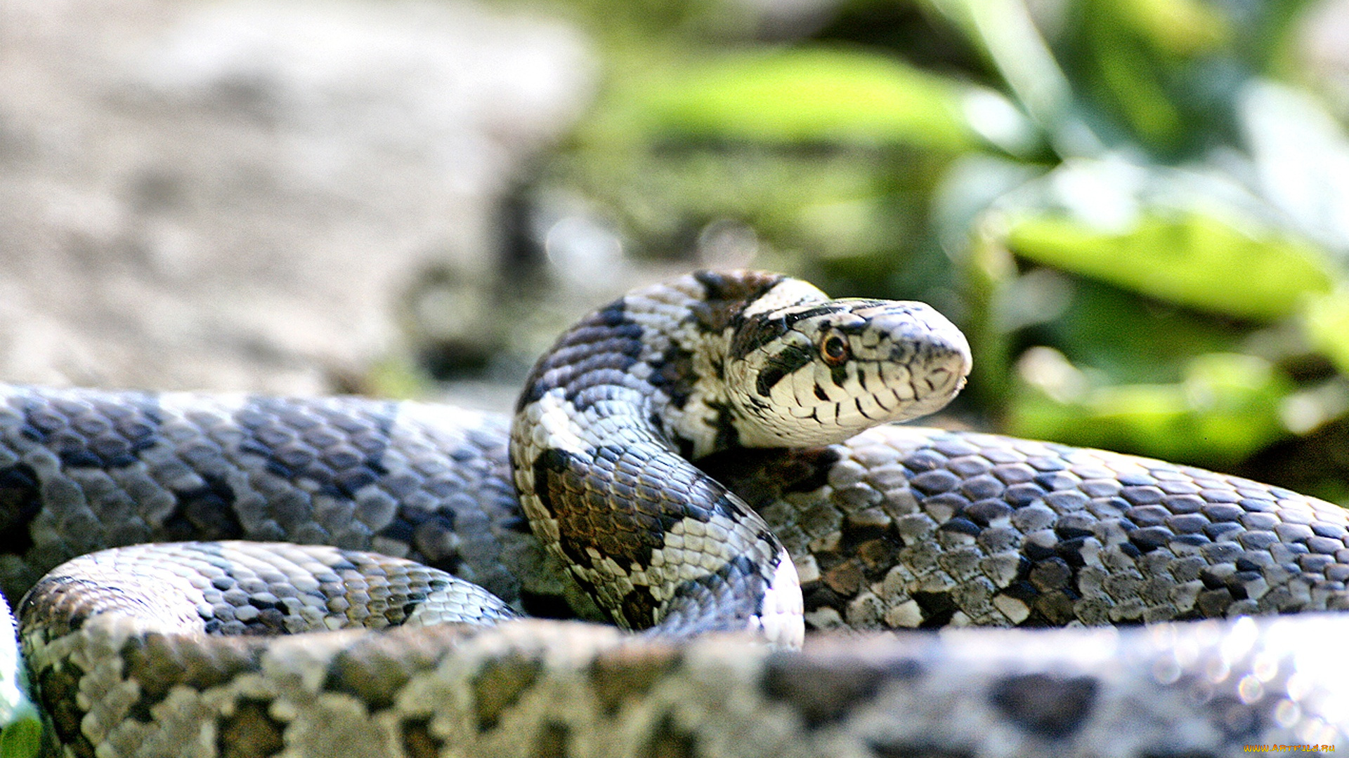 eastern, milk, snake, животные, змеи, питоны, кобры, красивая, змея