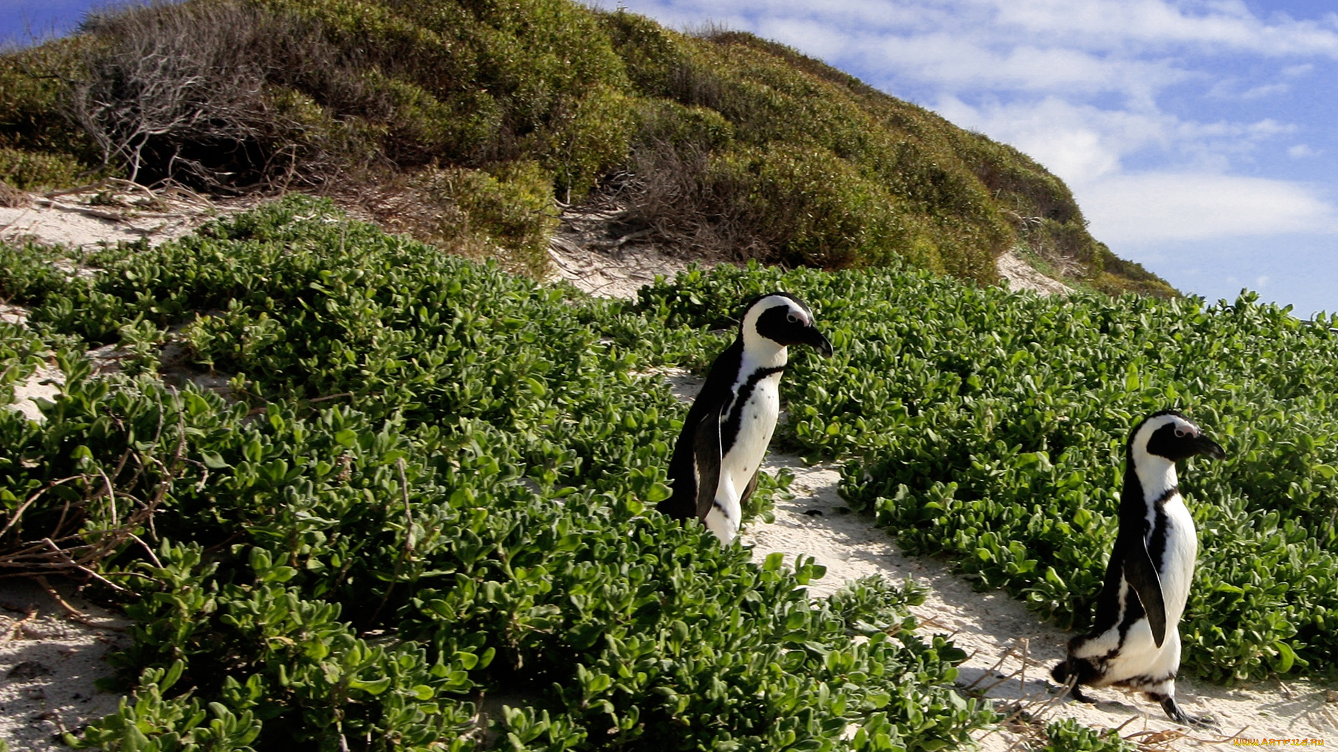 march, of, the, african, penguins, животные, пингвины, берег