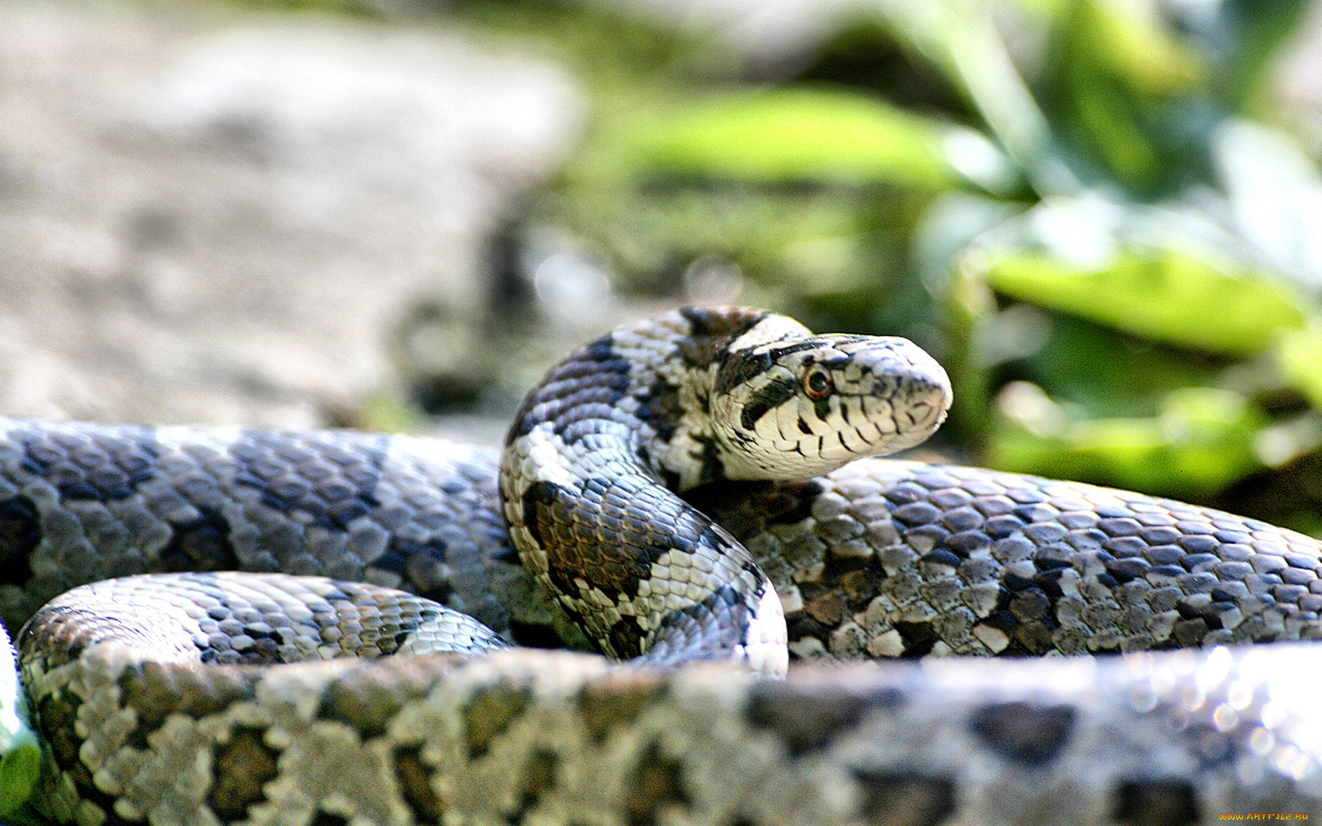 eastern, milk, snake, животные, змеи, питоны, кобры, красивая, змея