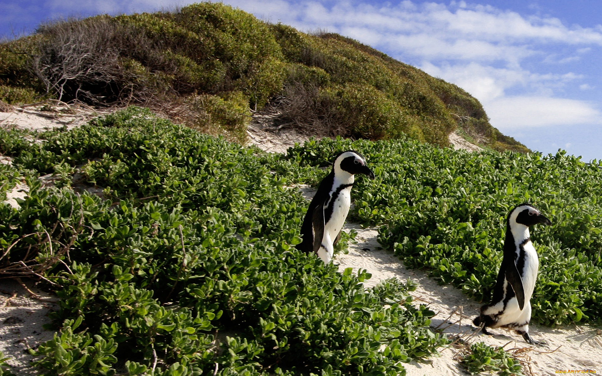 march, of, the, african, penguins, животные, пингвины, берег