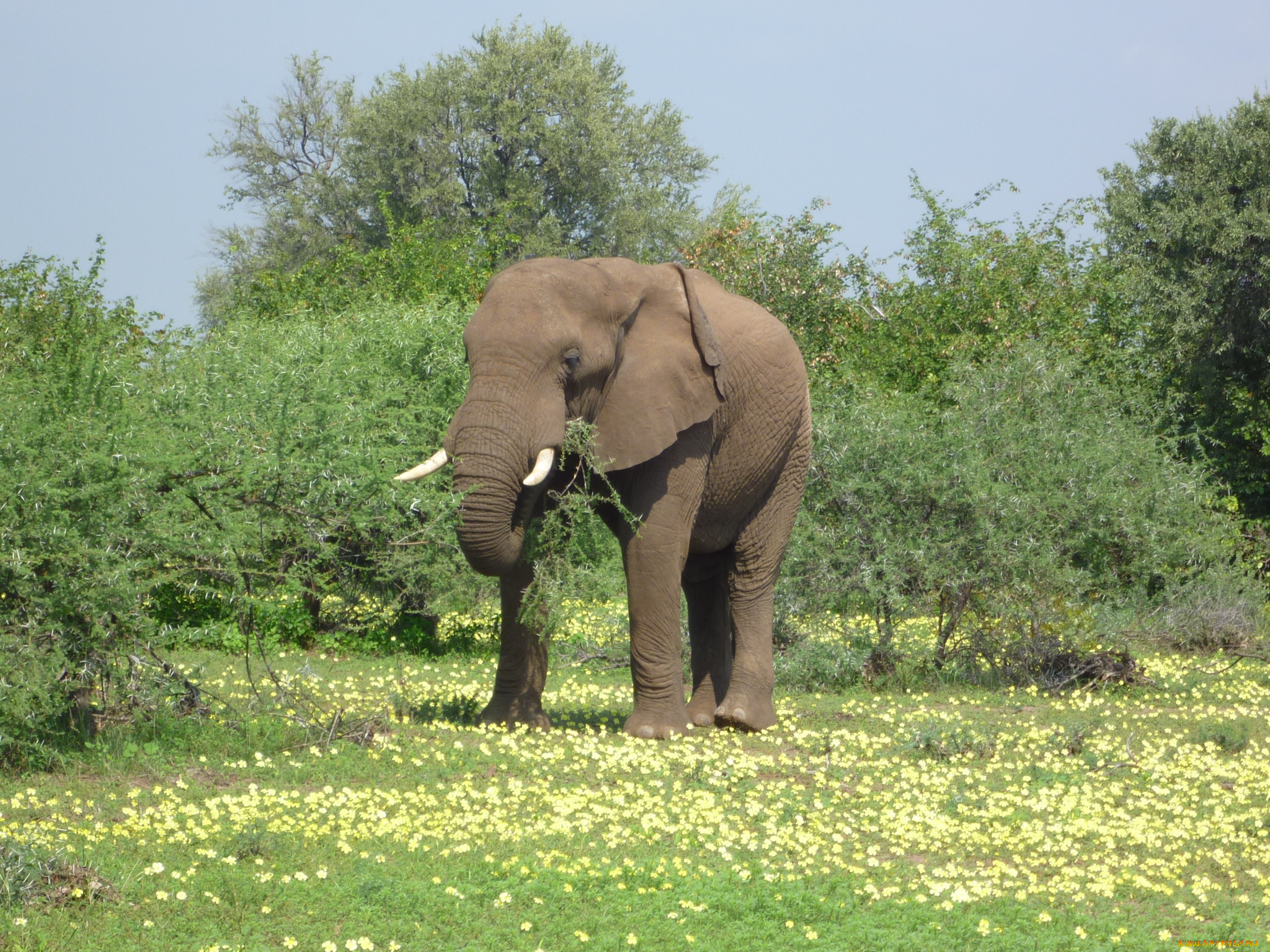 Elephant Cocks