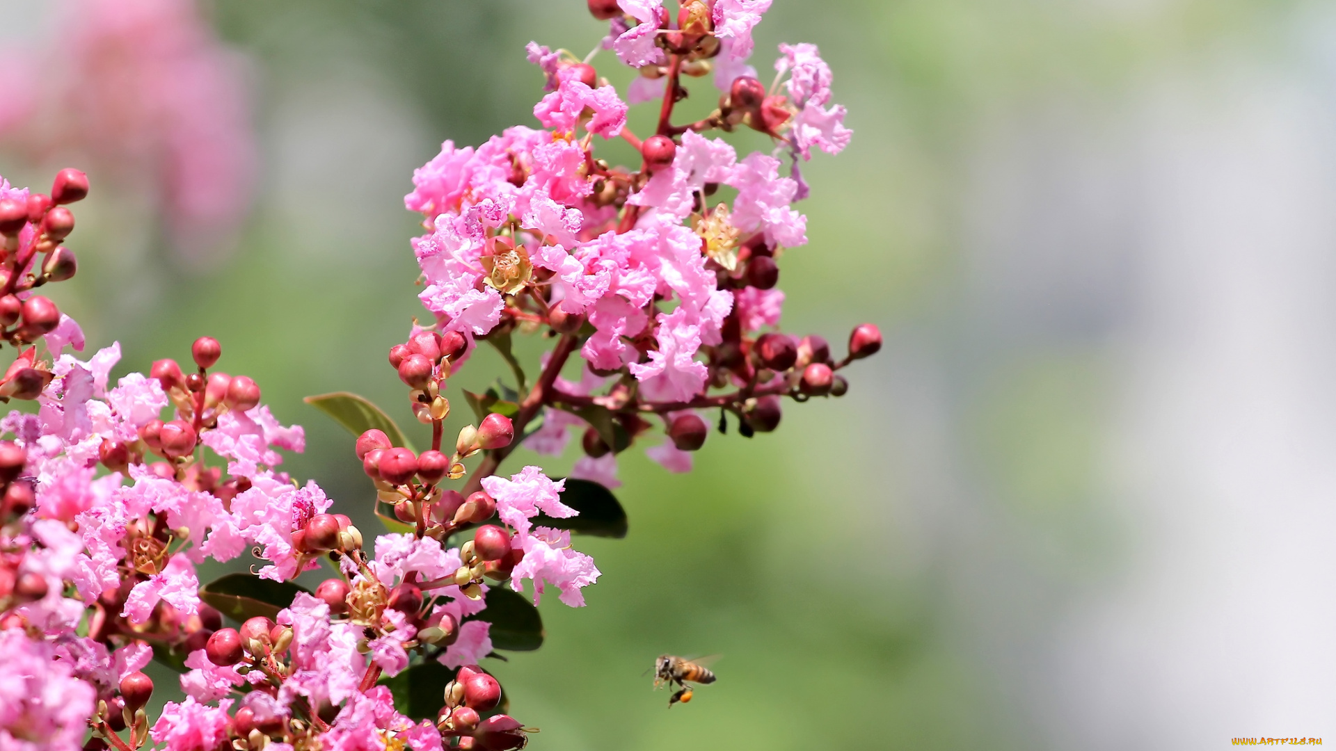 цветы, лагерстрёмия, пчела, розовый
