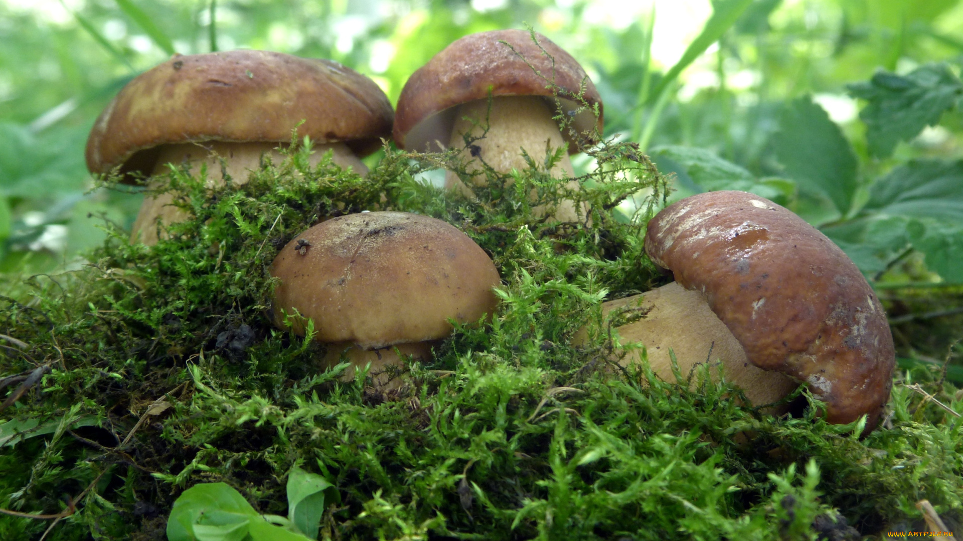 природа, грибы, семейка, боровики