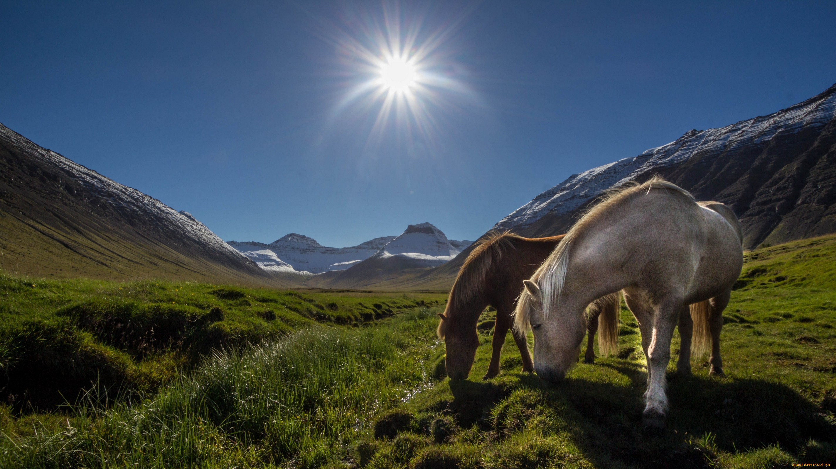 животные, лошади, солнце, луг, горы, исландия